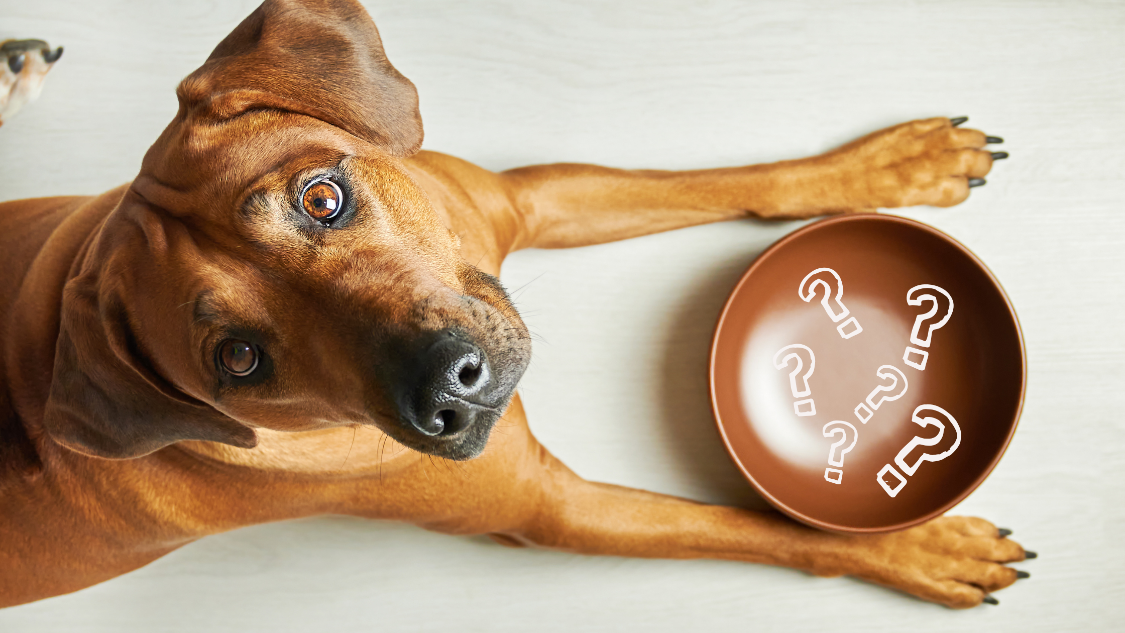 Whole Food Meal Toppers Every Dog Parent Should Know About