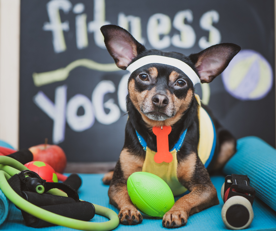Graphic showing six aspects of physical activity for pets: movement, play, body awareness, coordination, strength, and flexibility.