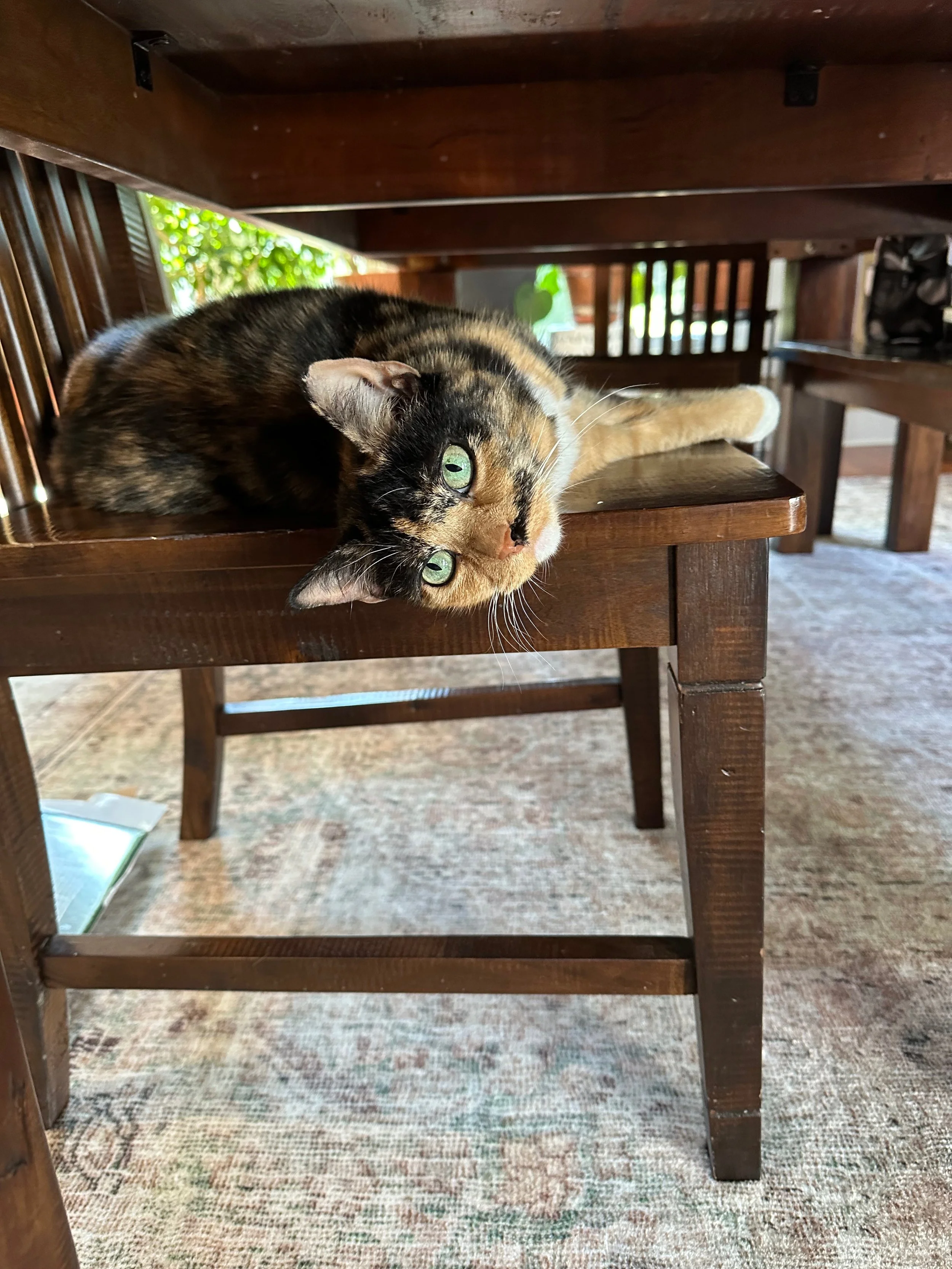 Calico cat named Kiera lounging on a wooden chair under a dining table