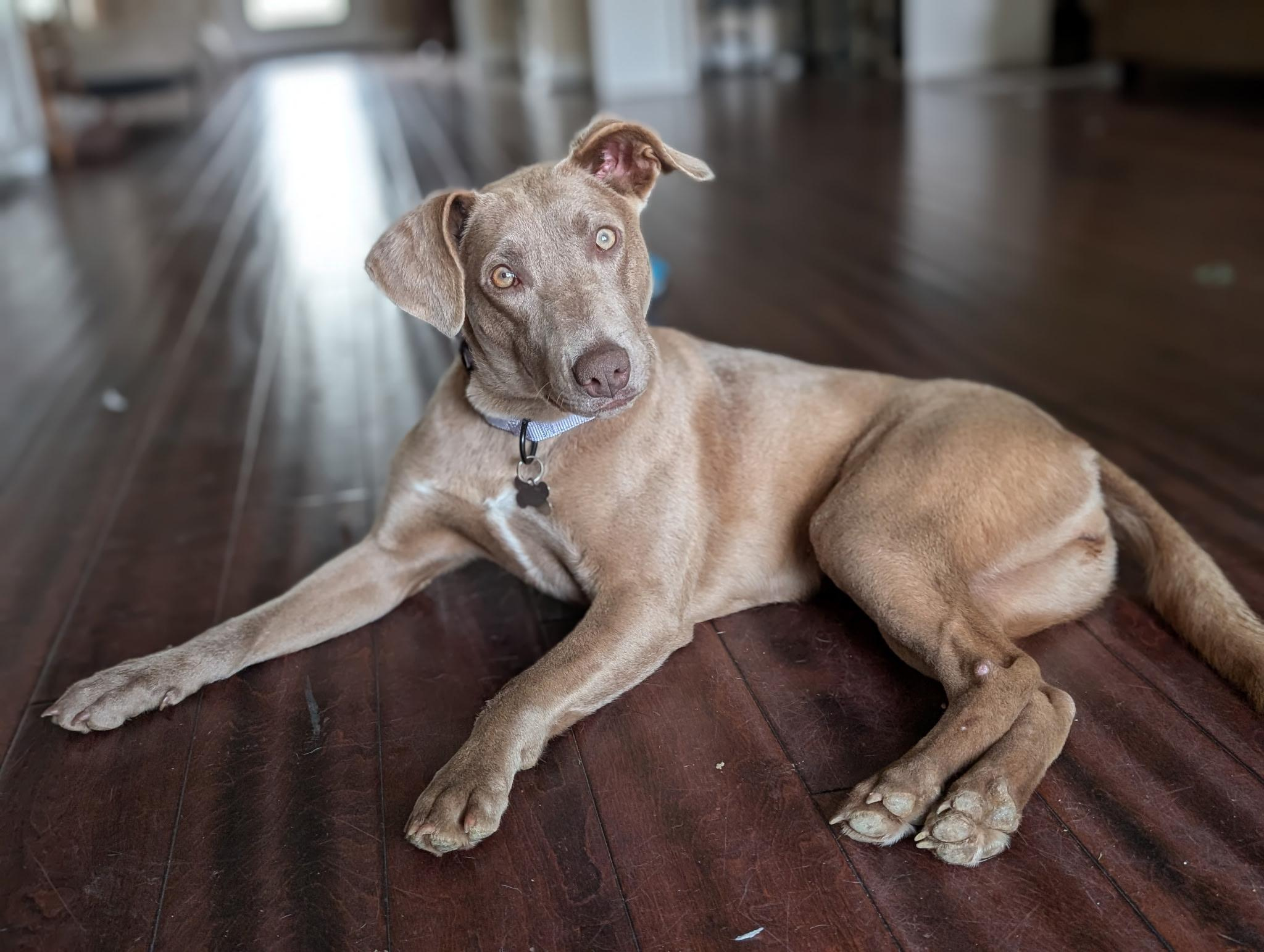 Light brown dog named Luna laying on dark hardwood floor looking up