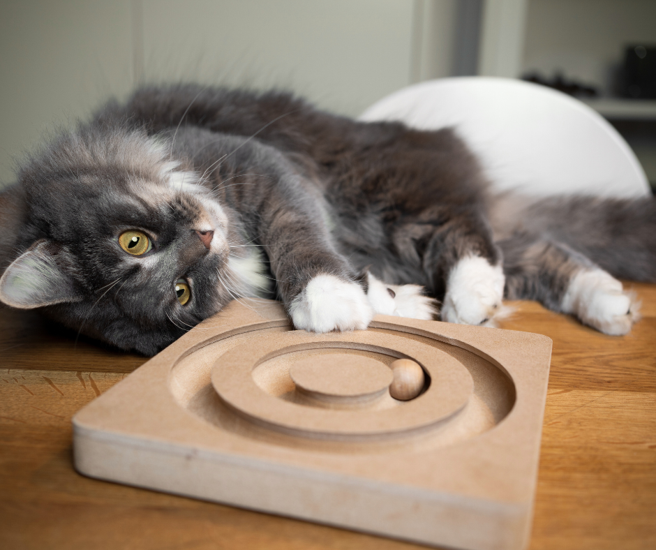 Grey cat lying next to an interactive wooden toy, promoting mental stimulation and play.