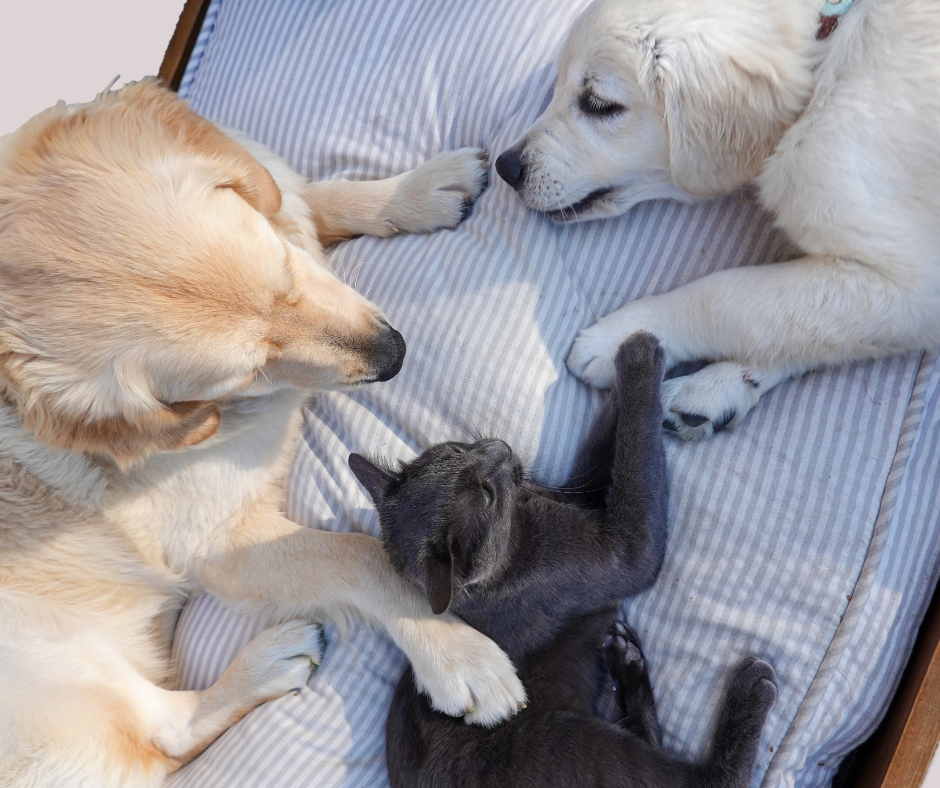 Graphic showing six aspects of emotional support for pets: safety, bonding, stress, trust, communication, and regulation