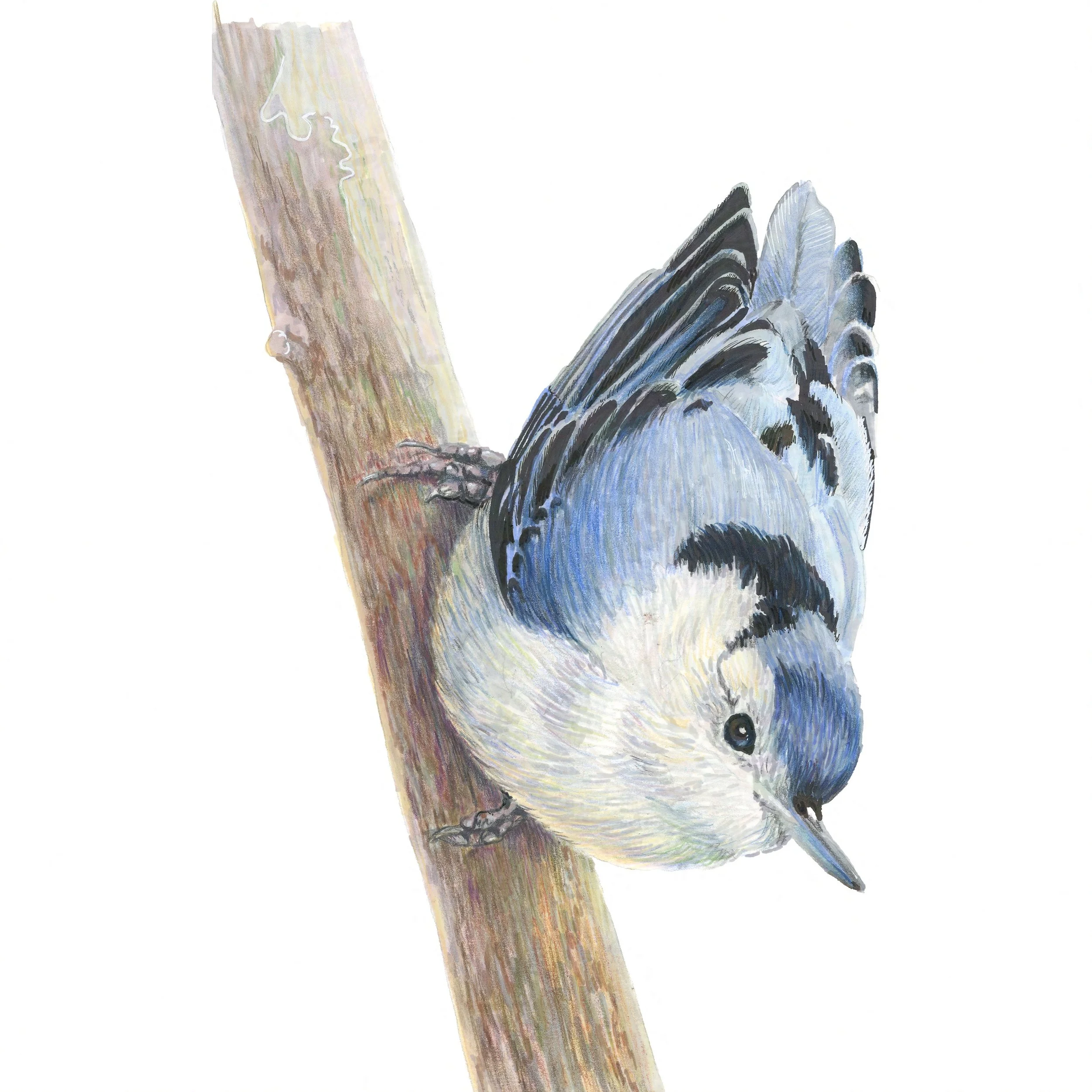 White-Breasted Nuthatch