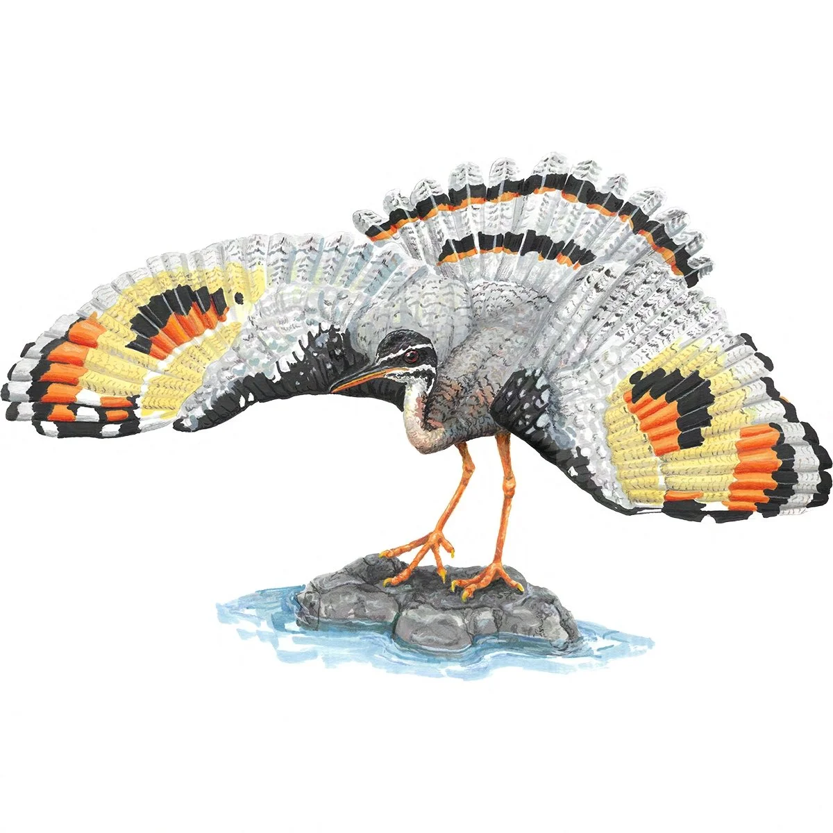 Sunbittern - Wingspan Americas