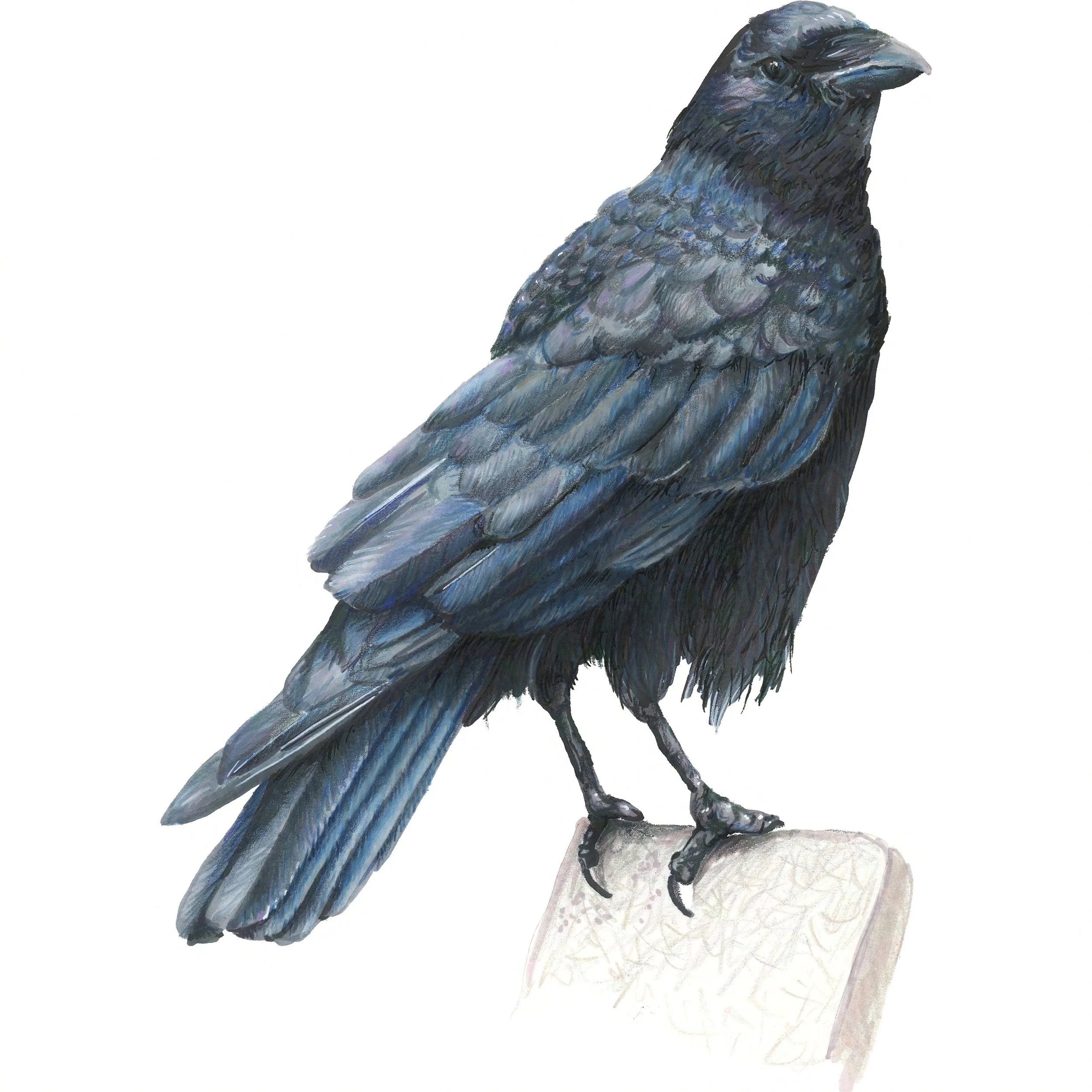 American Crow