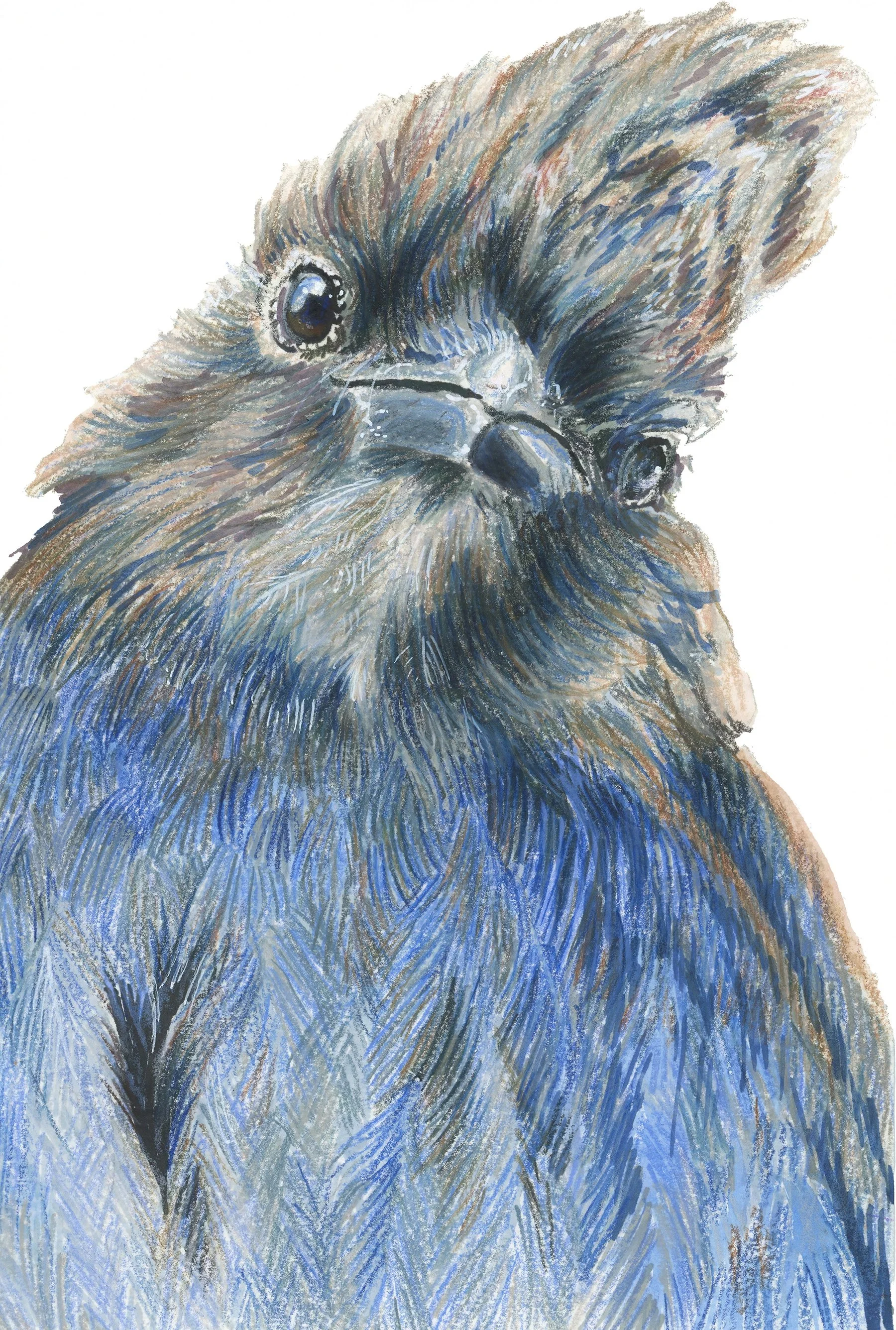 Stellar Jay Head Tilt