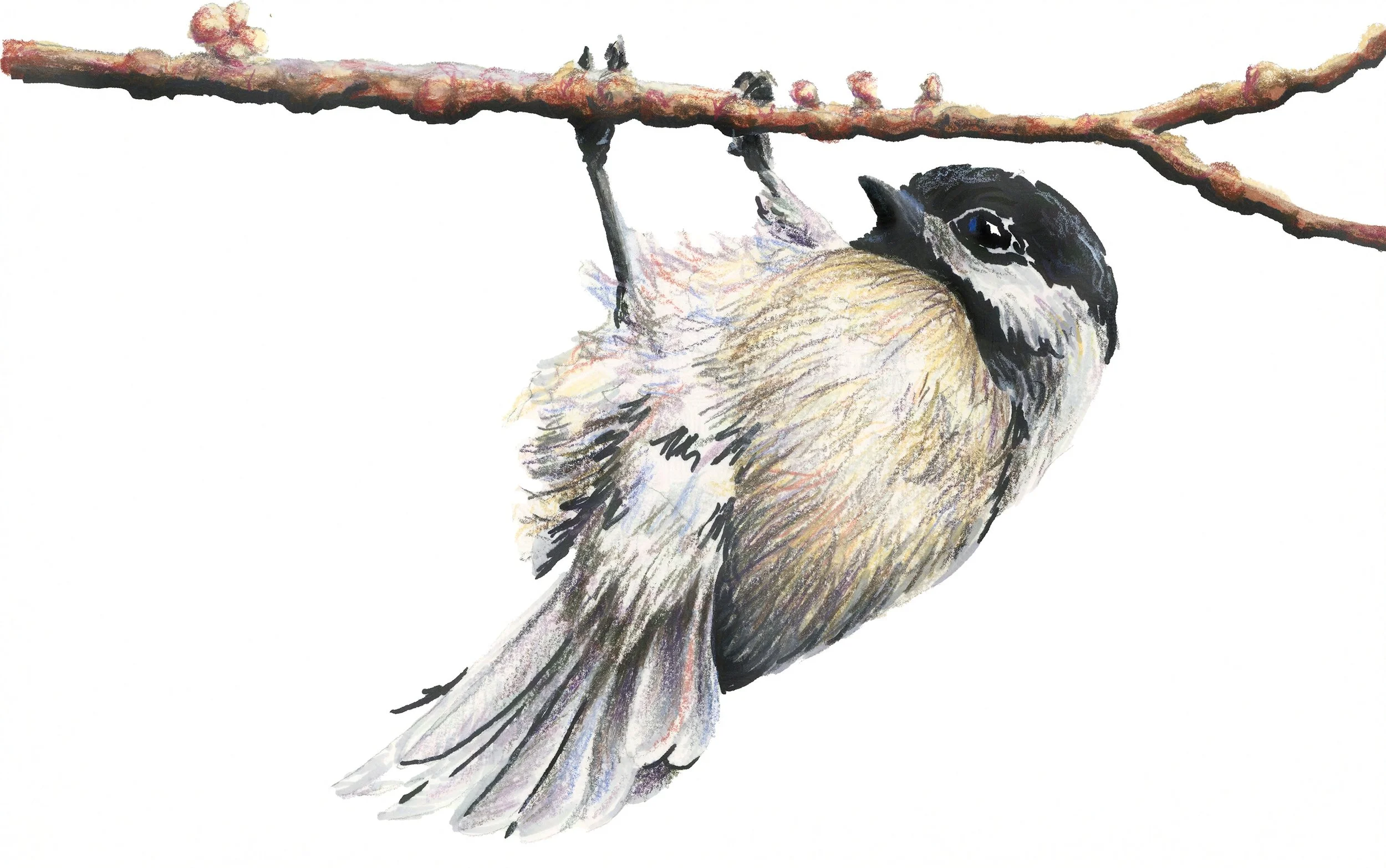 Black-Capped Chickadee "olympic routine"