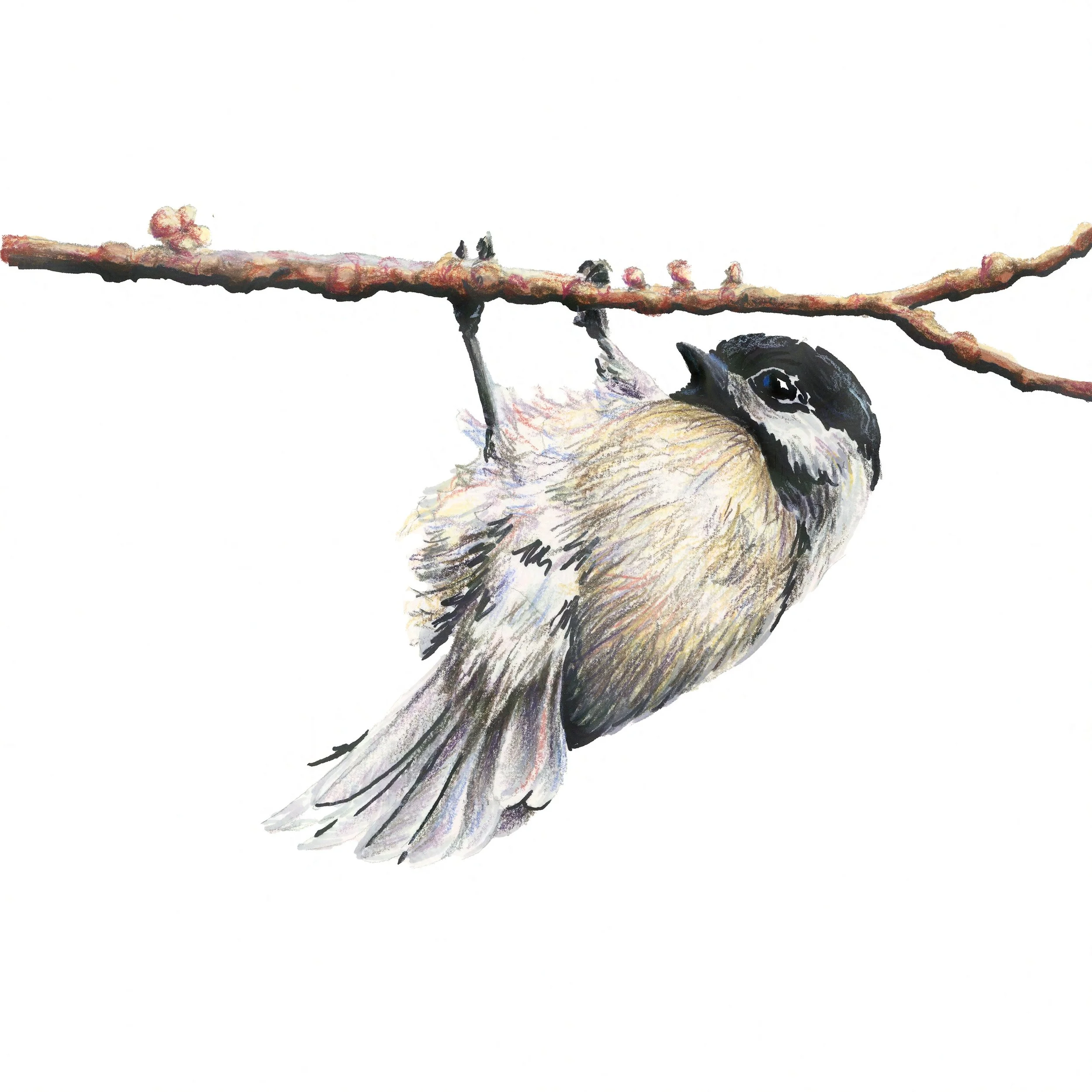 Black-Capped Chickadee, Inverted