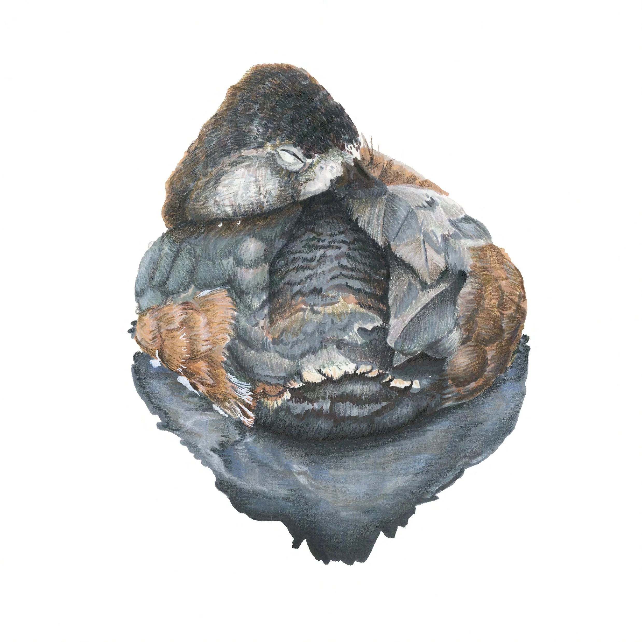 Ring-Necked Duck, Sleeping