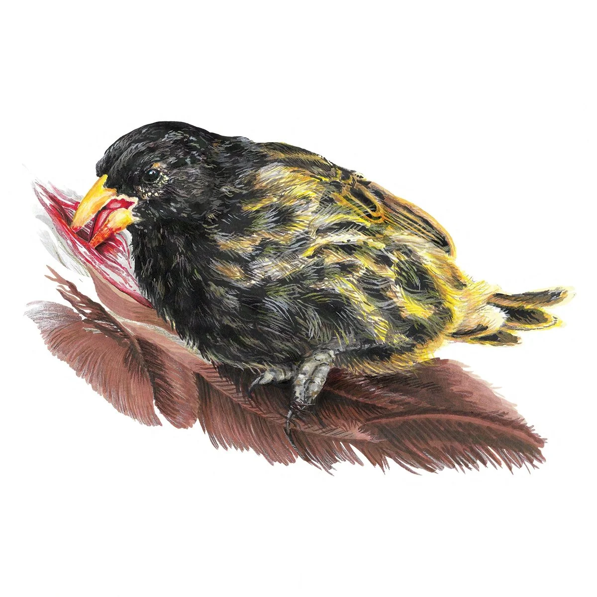 Vampire Ground-Finch - Wingspan Americas