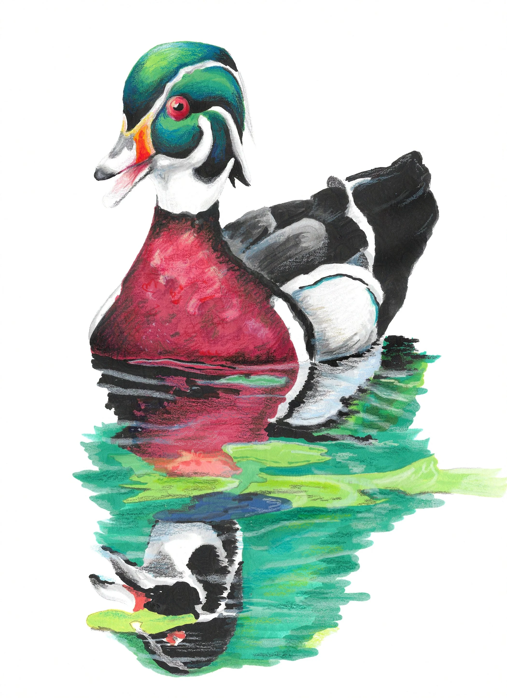 Male Wood Duck