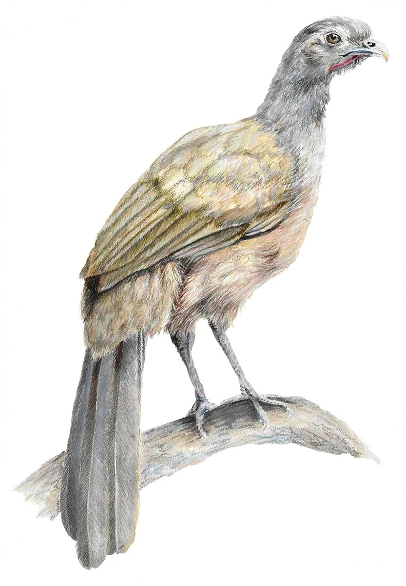 PlainChachalaca-G.jpg