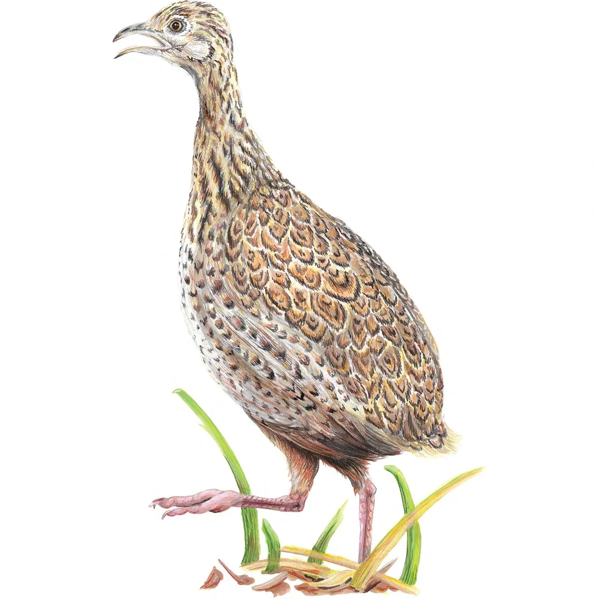 Spotted Nothura - Wingspan Americas