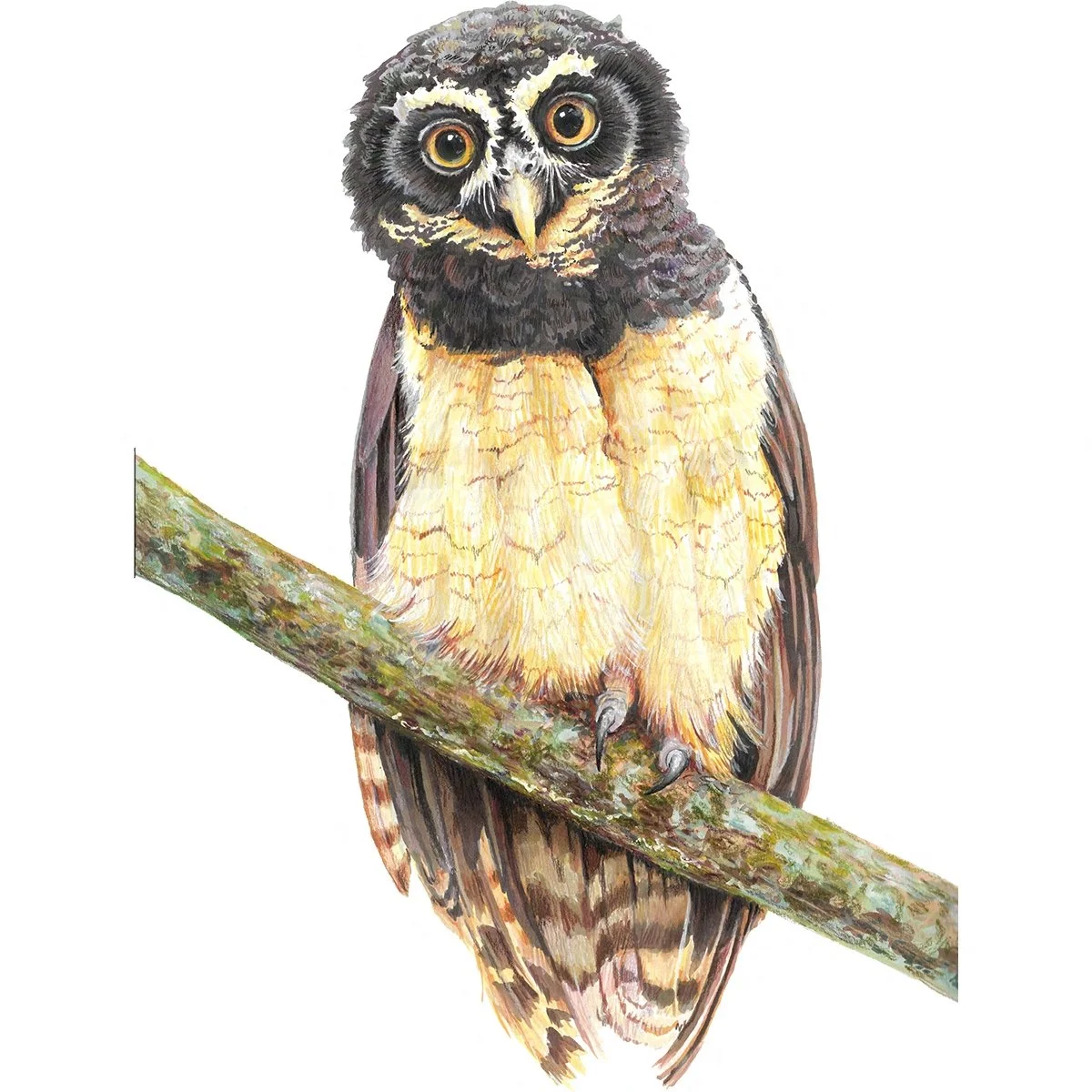 Spectacled Owl - Wingspan Americas