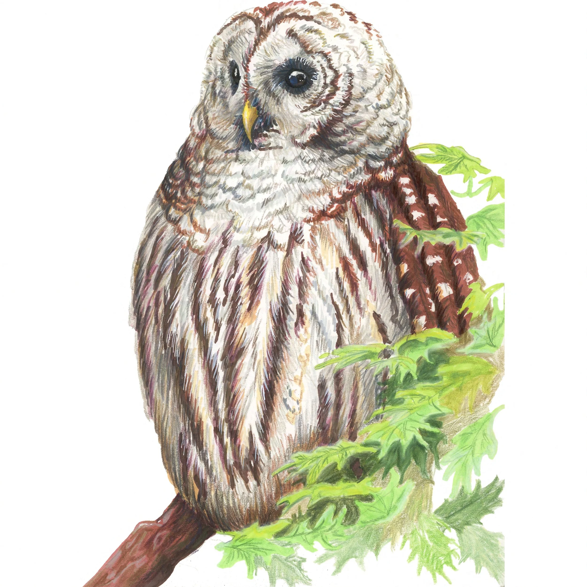 Barred Owl
