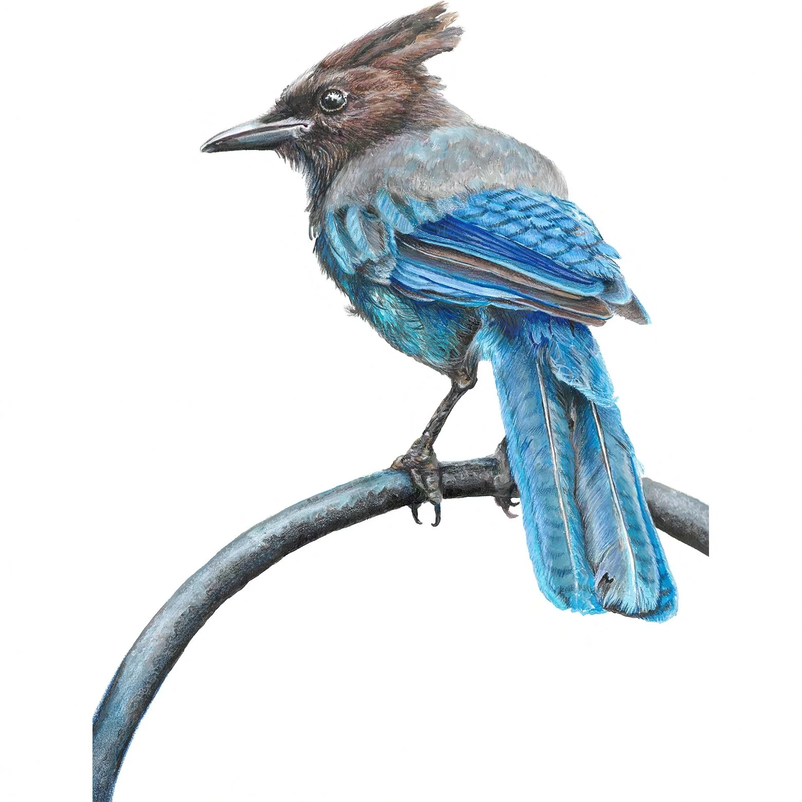 Steller's Jay - Wingspan Fan Art Deck