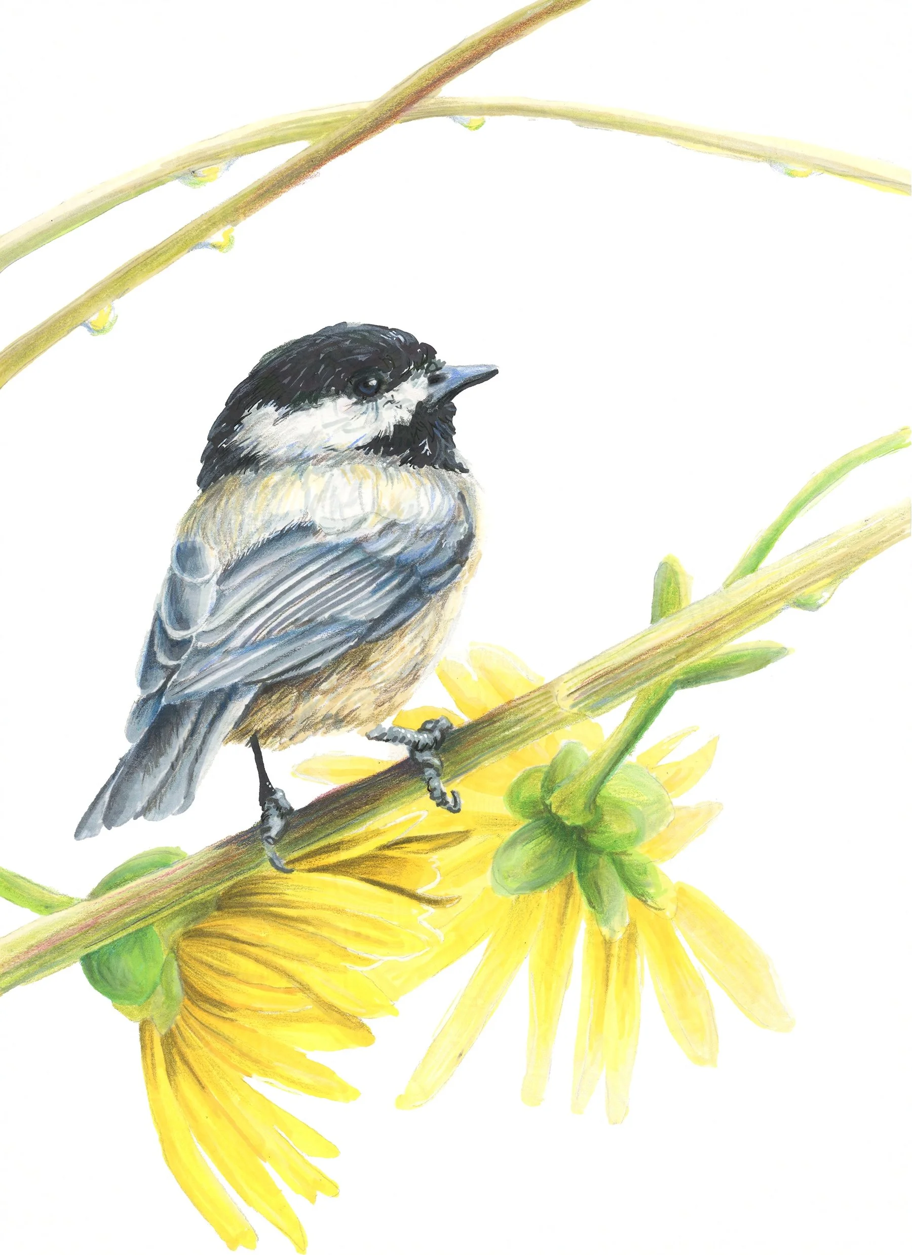 Black-Capped Chickadee, "daydreaming"