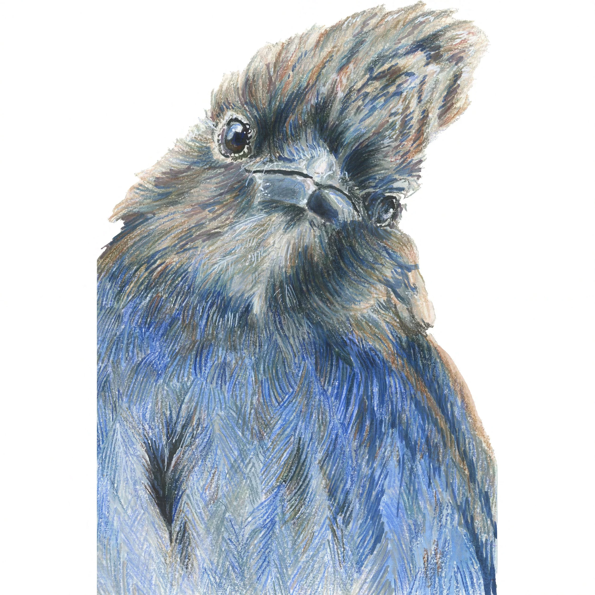 Steller's Jay, Head Tilt