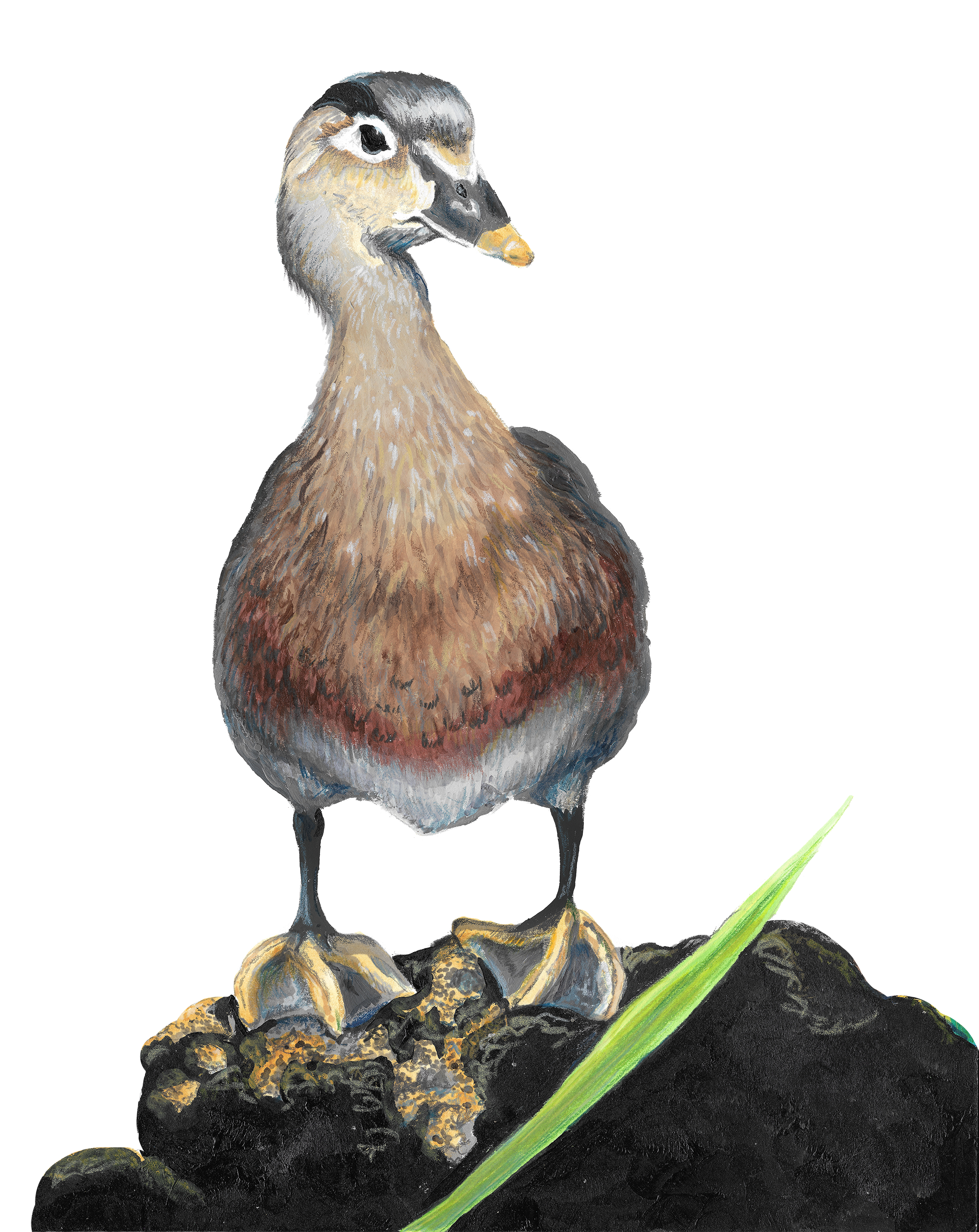 Female Wood Duck