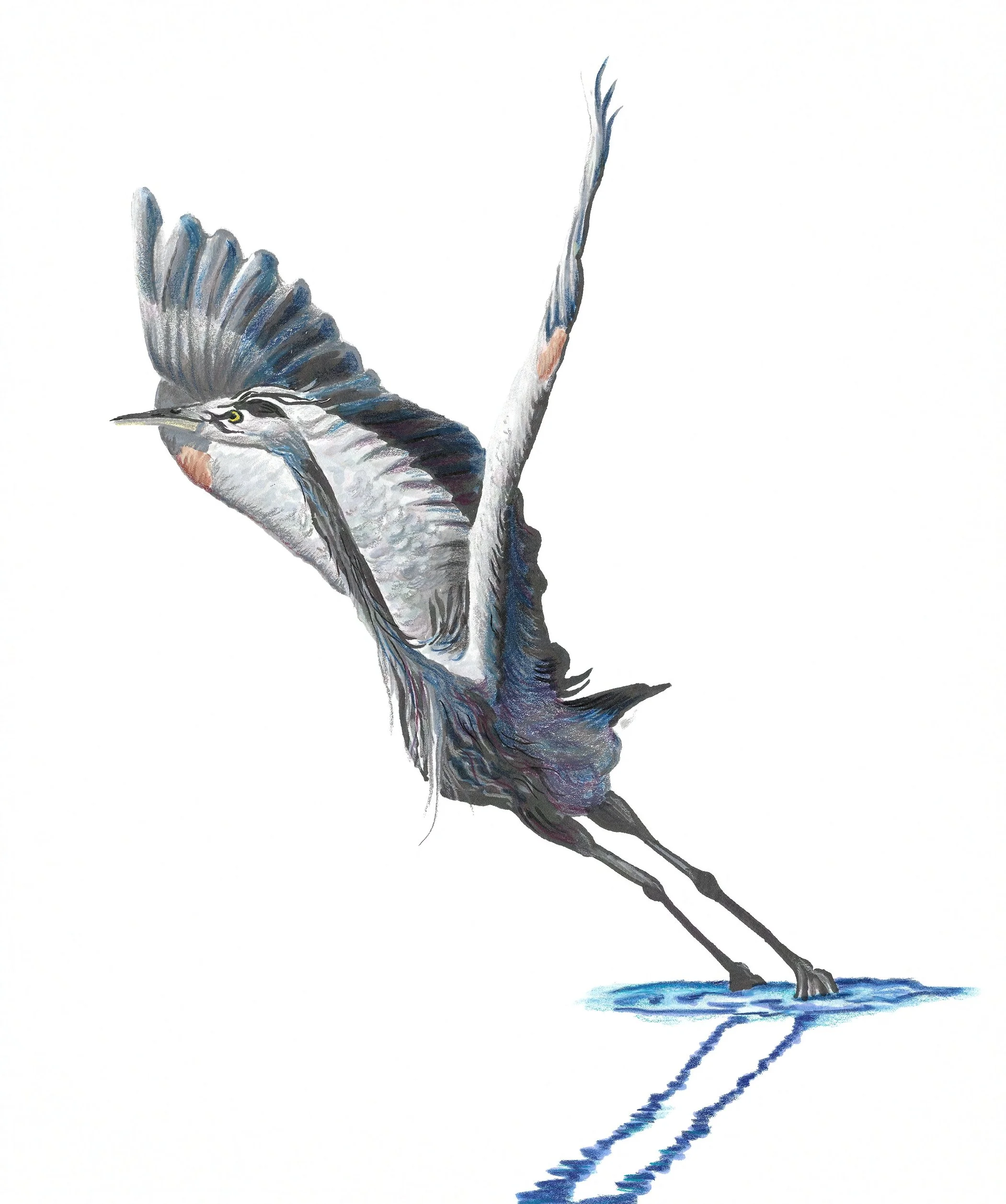 Great Blue Heron "jazzhands"