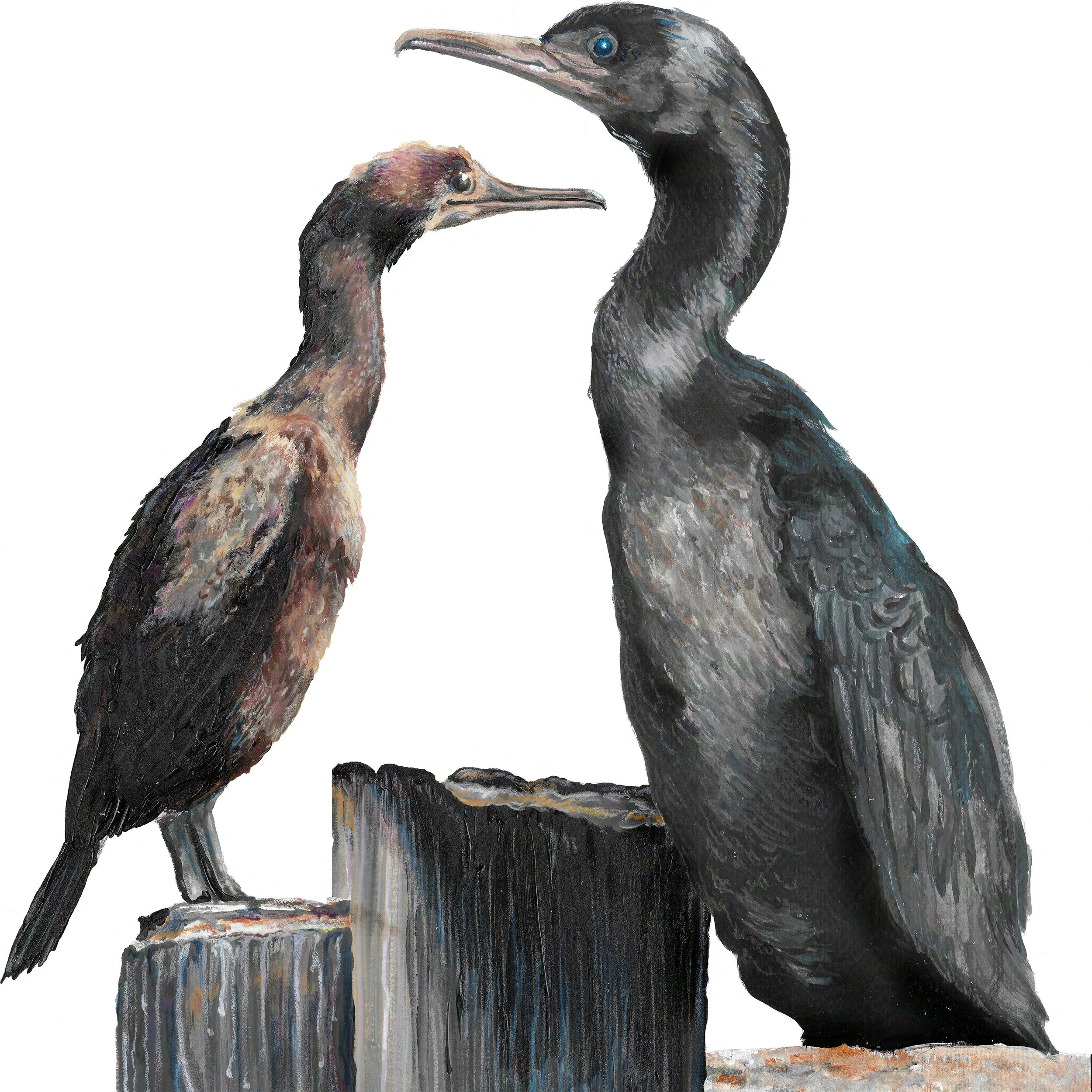 Double-Crested Cormorants