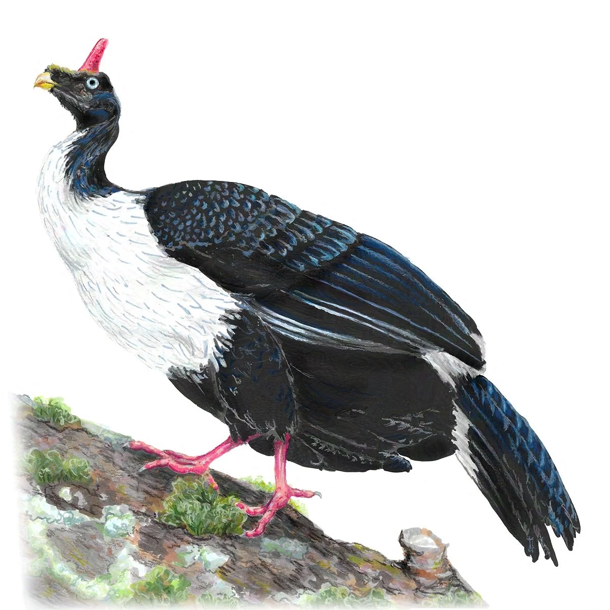 Horned Guan - Wingspan Americas