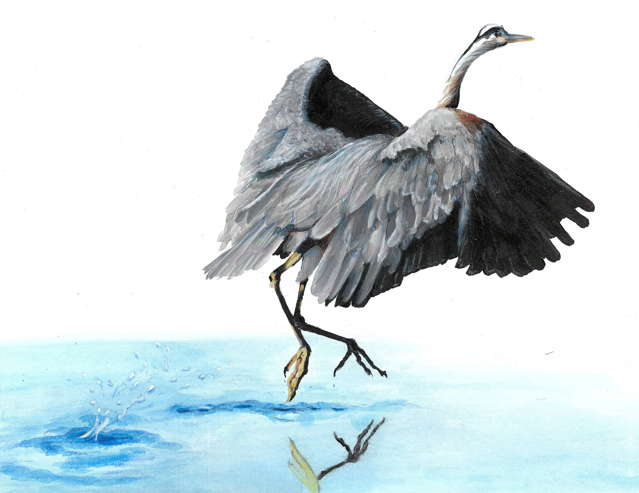 Great Blue Heron Liftoff