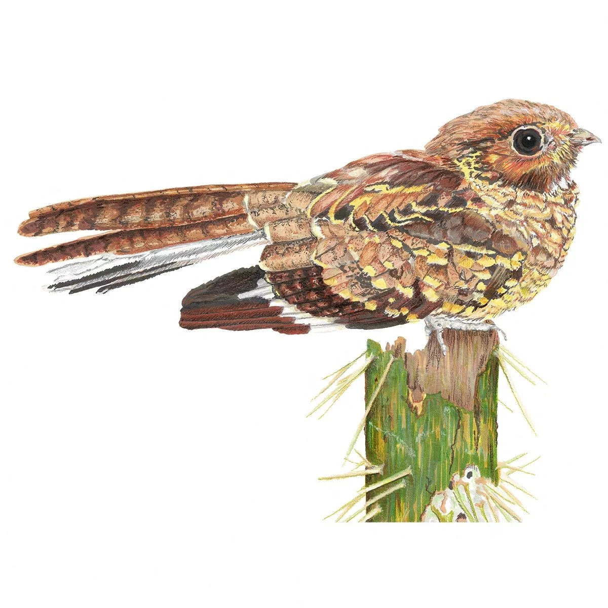 Common Pauraque - Wingspan Americas