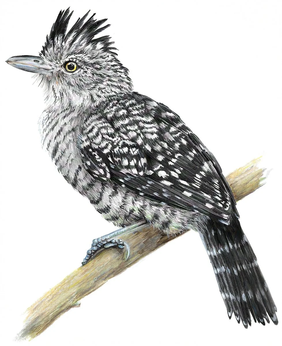 BarredAntshrike-G.jpg