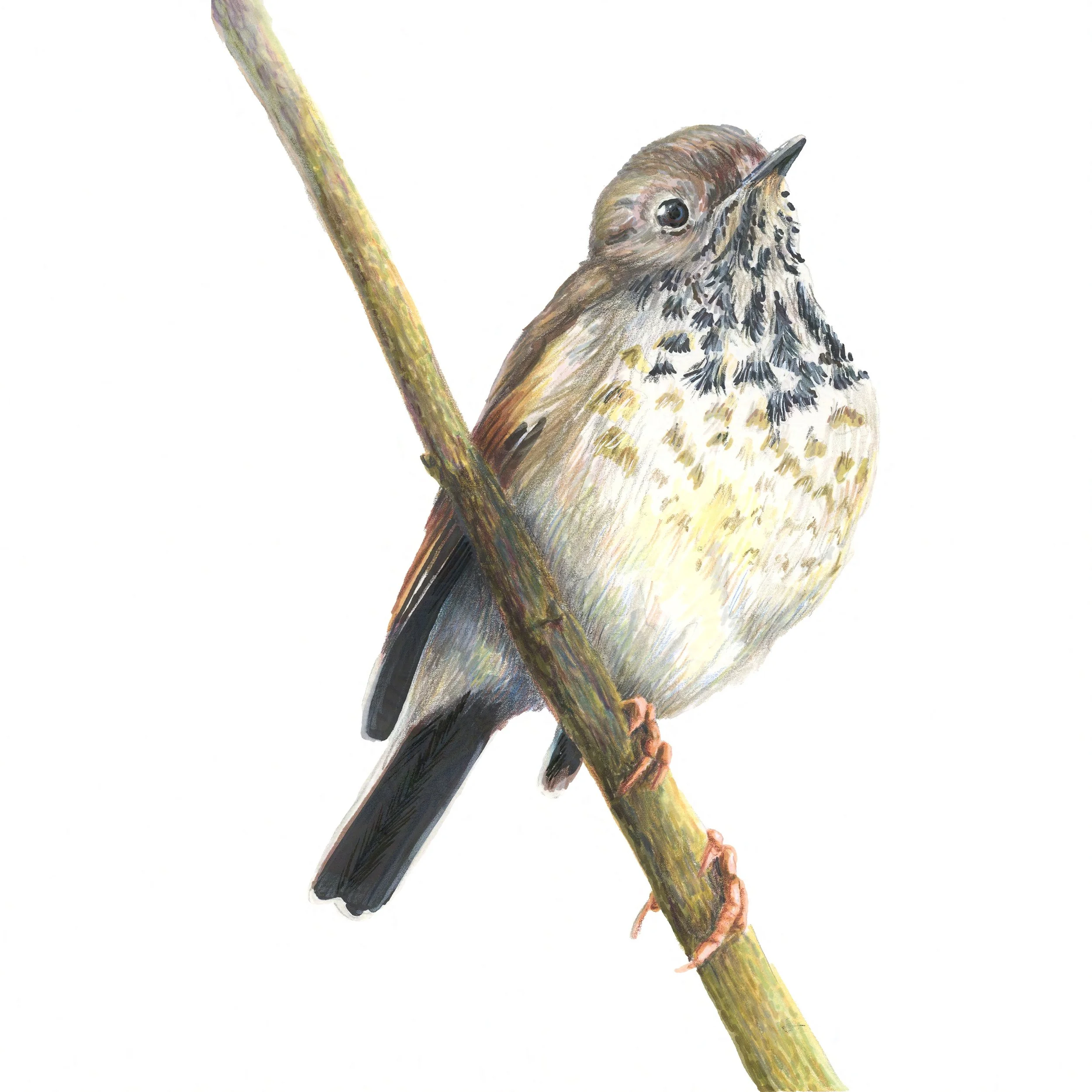 Hermit Thrush