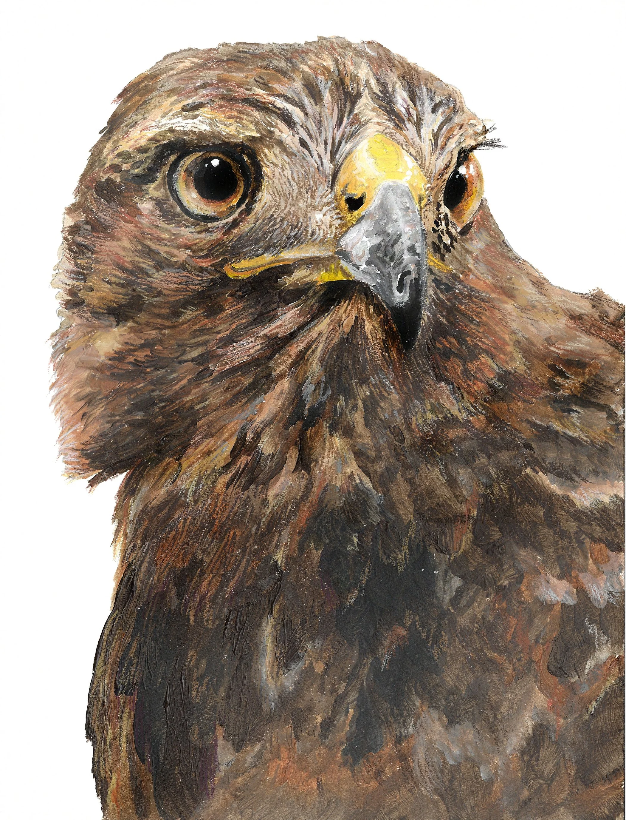 Red-Tailed Hawk Bust