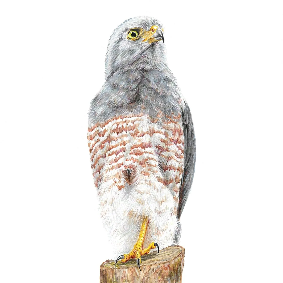 Roadside Hawk - Wingspan Americas