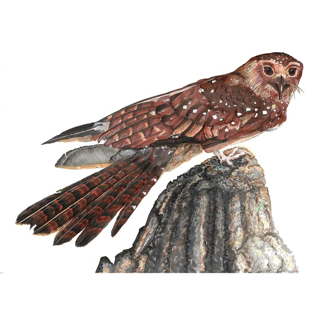 Oilbird - Wingspan Americas