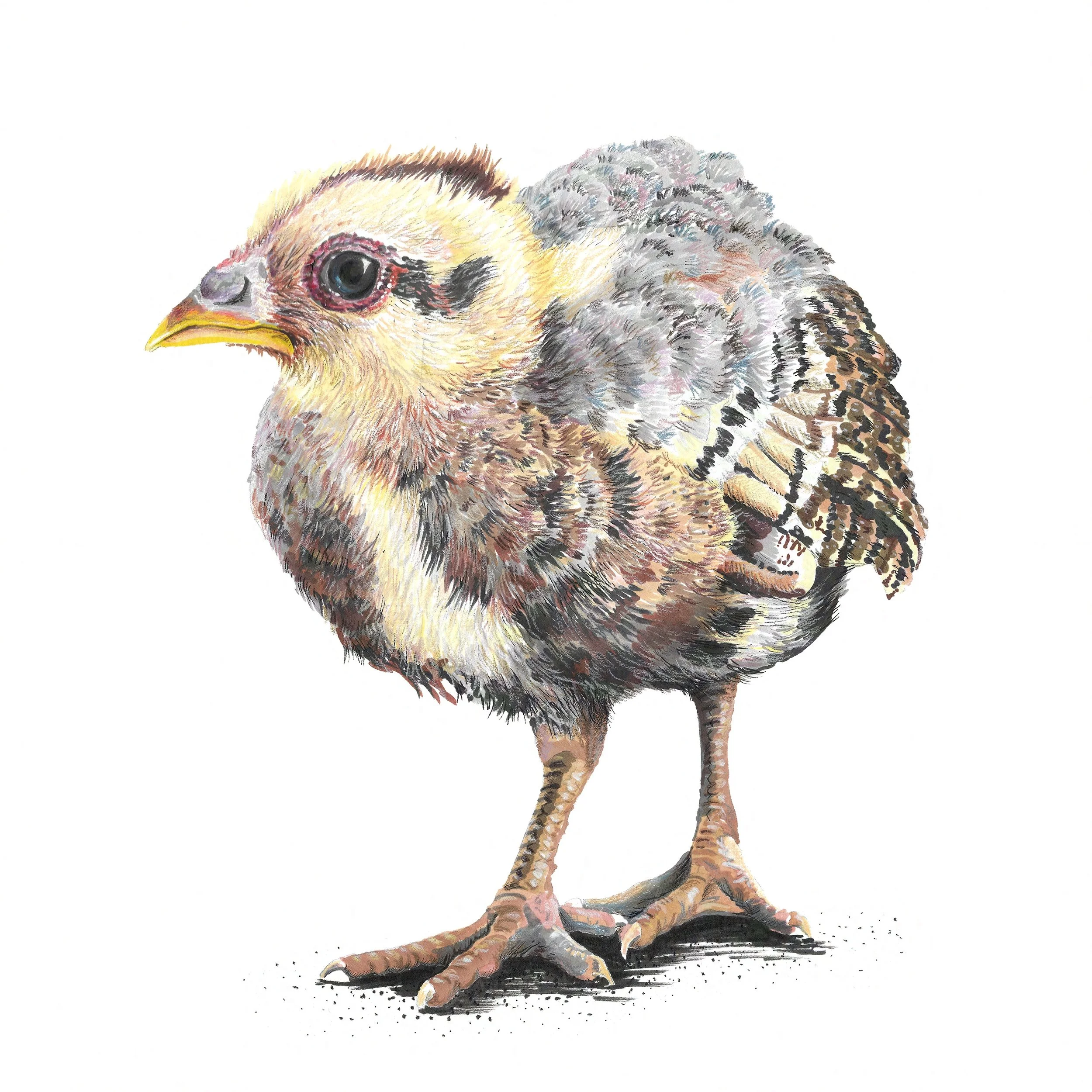 Juvenile Chicken