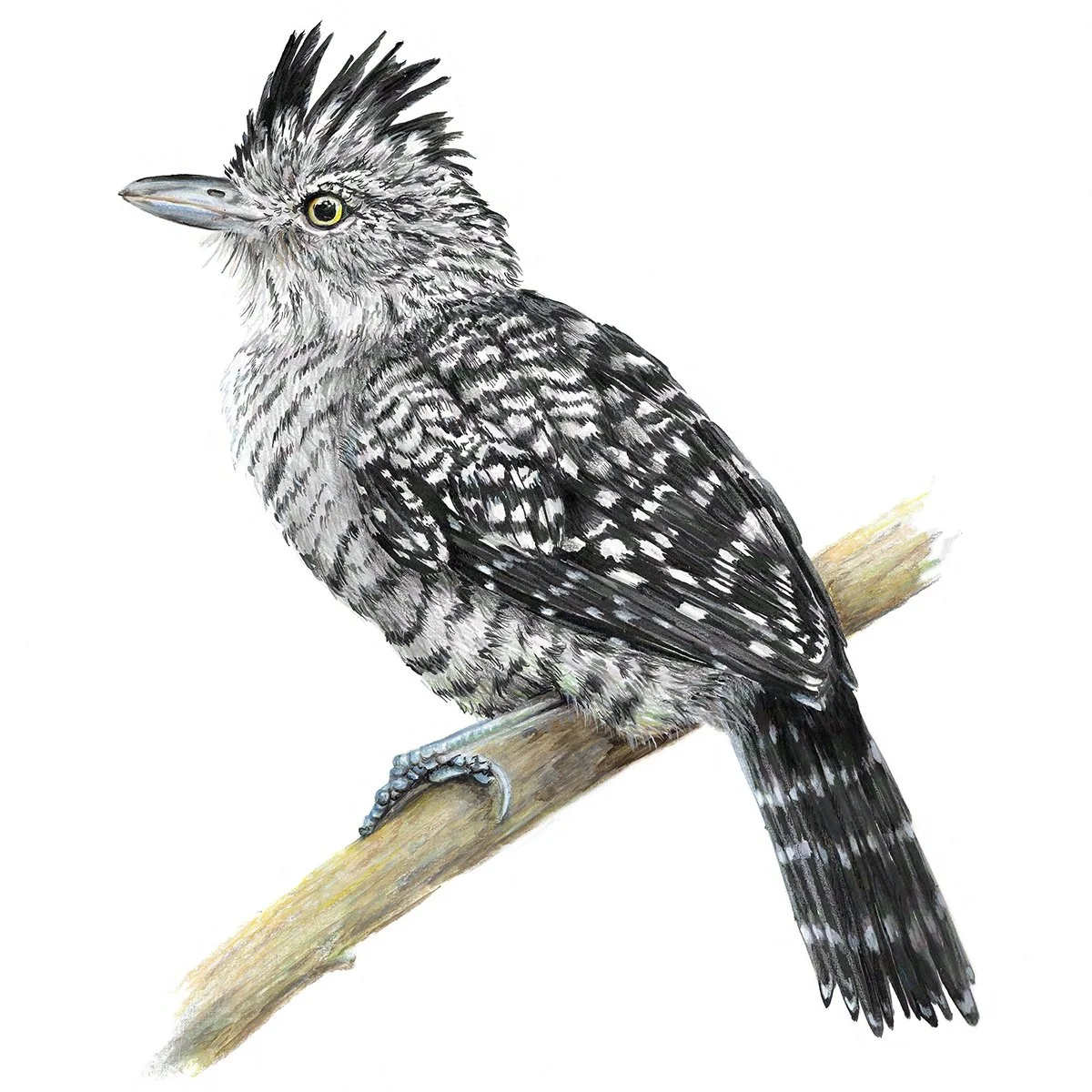Barred Antshrike - Wingspan Americas