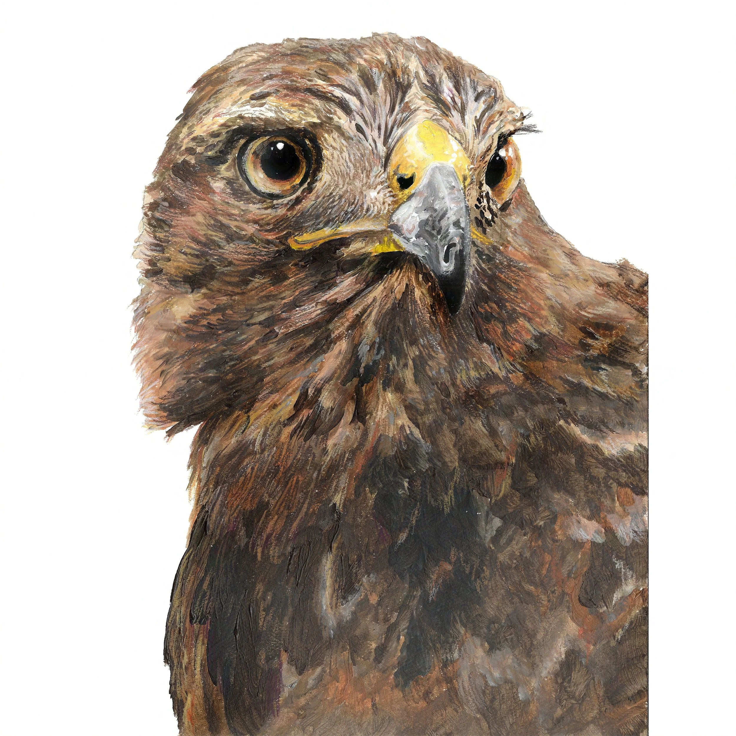 Red-Tailed Hawk Bust