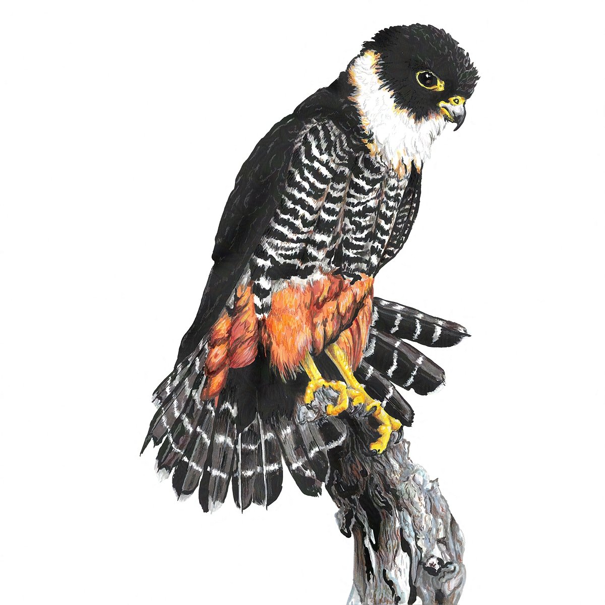 Bat Falcon - Wingspan Americas