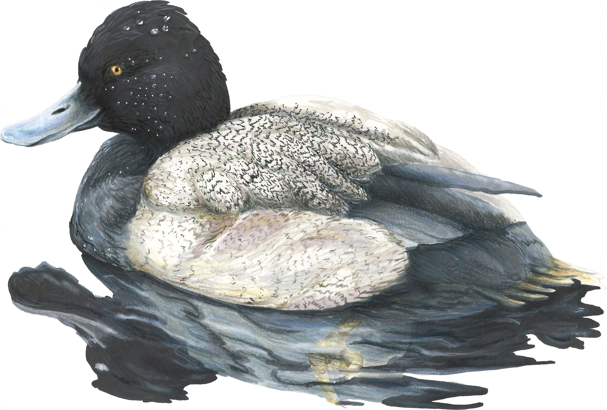 "Black Duck"
