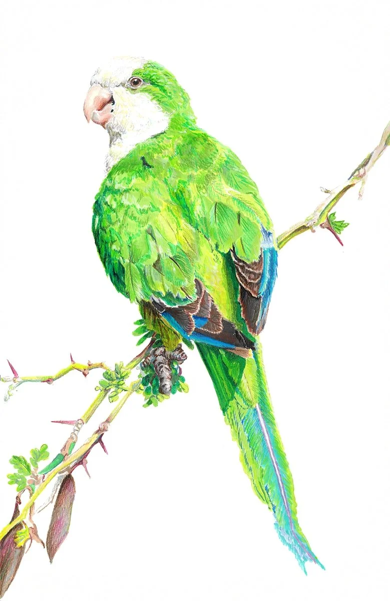 MonkParakeet-G.jpg