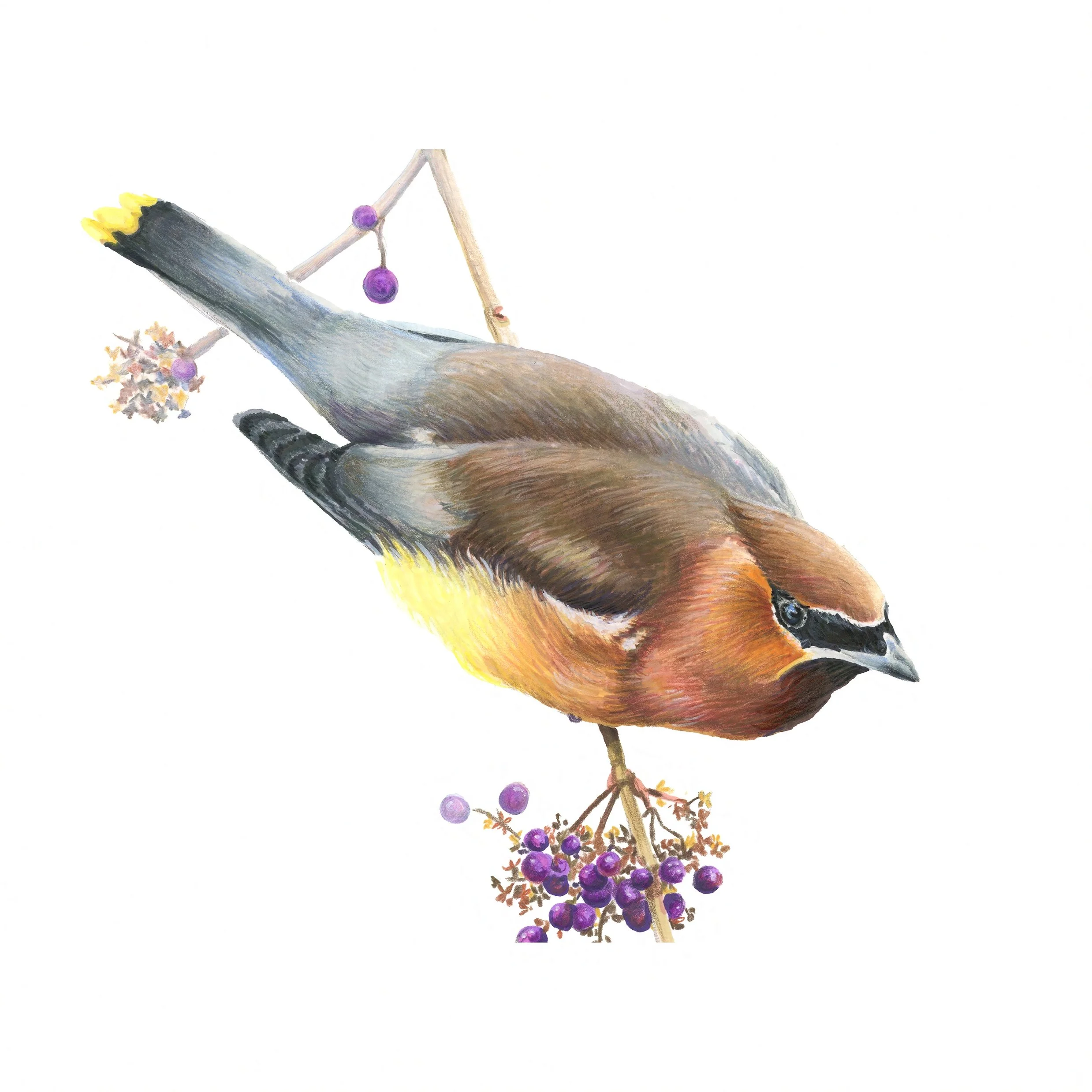 Cedar Waxwing