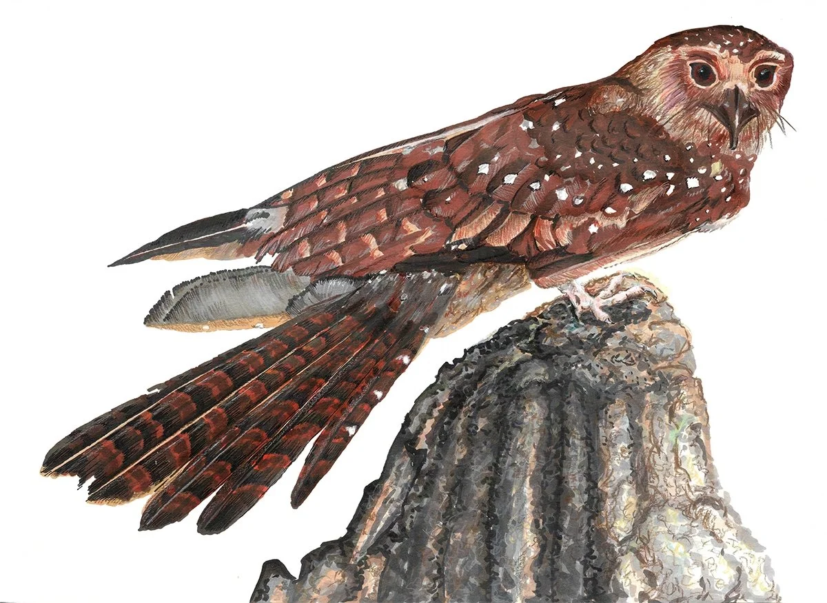Oilbird-G.jpg