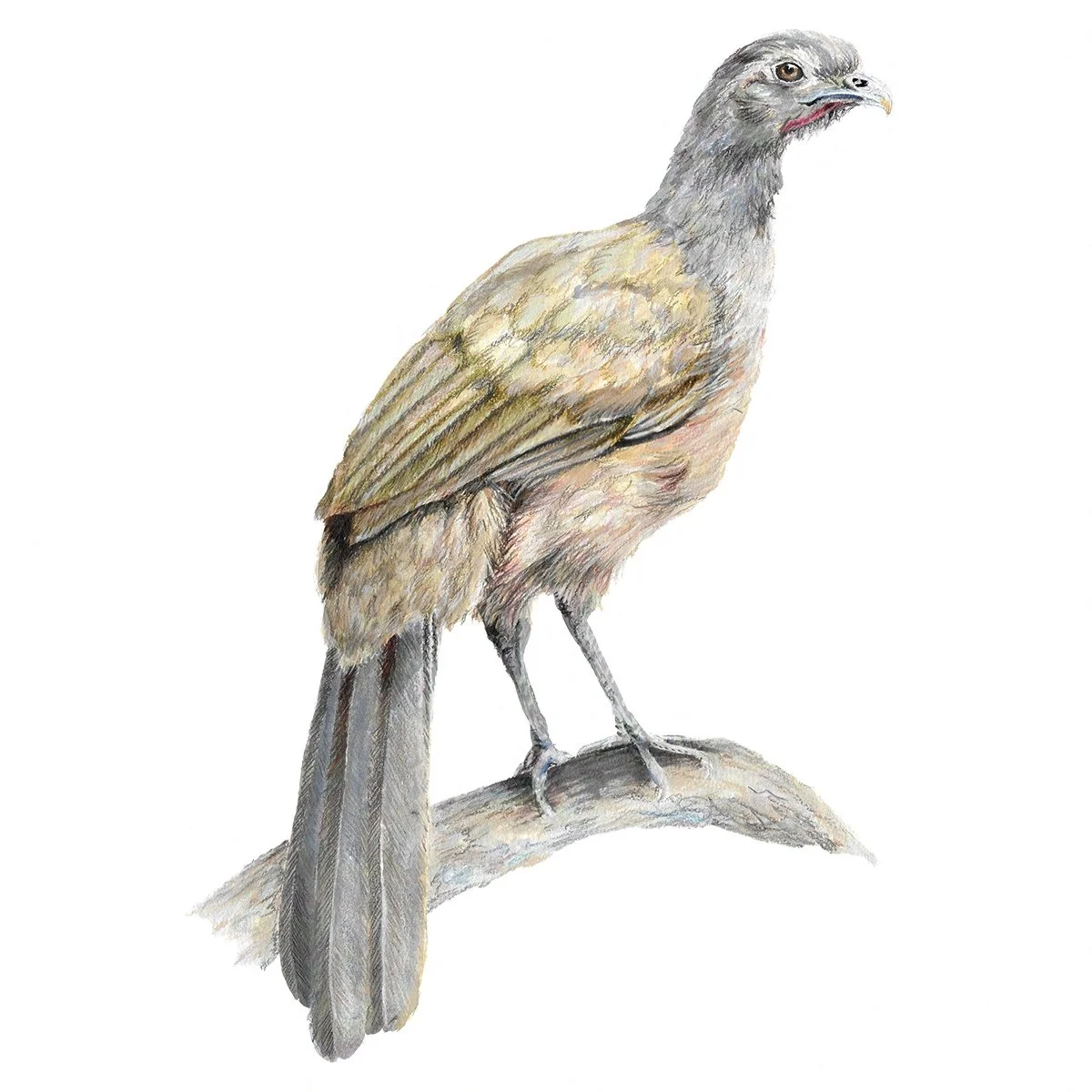 Plain Chachalaca - Wingspan Americas