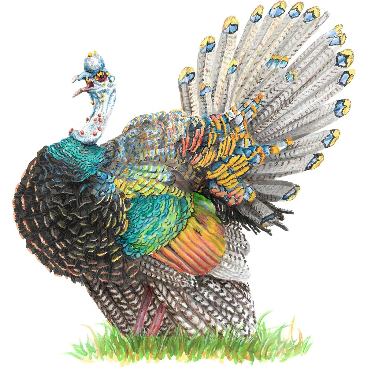 Ocellated Turkey - Wingspan Americas