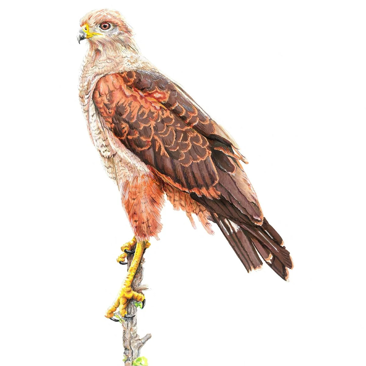 Savanna Hawk - Wingspan Americas