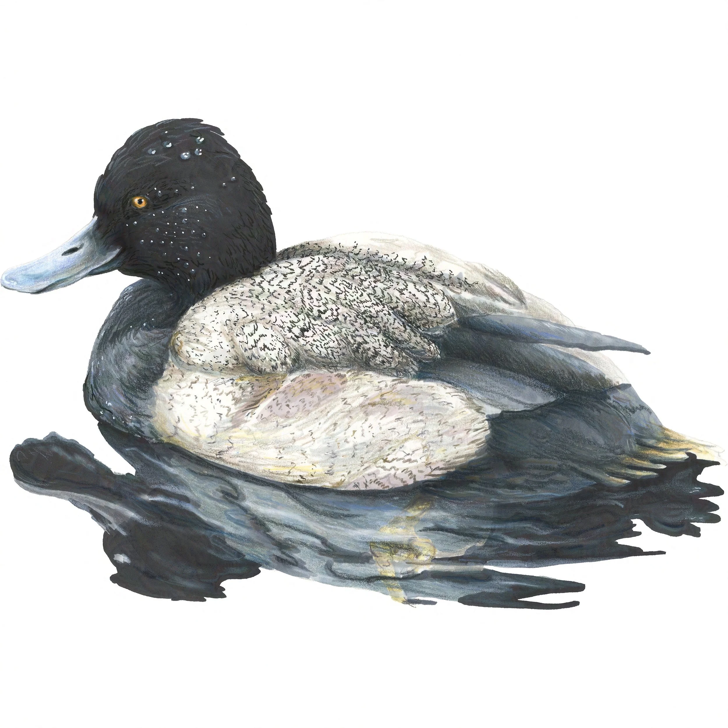 Lesser Scaup