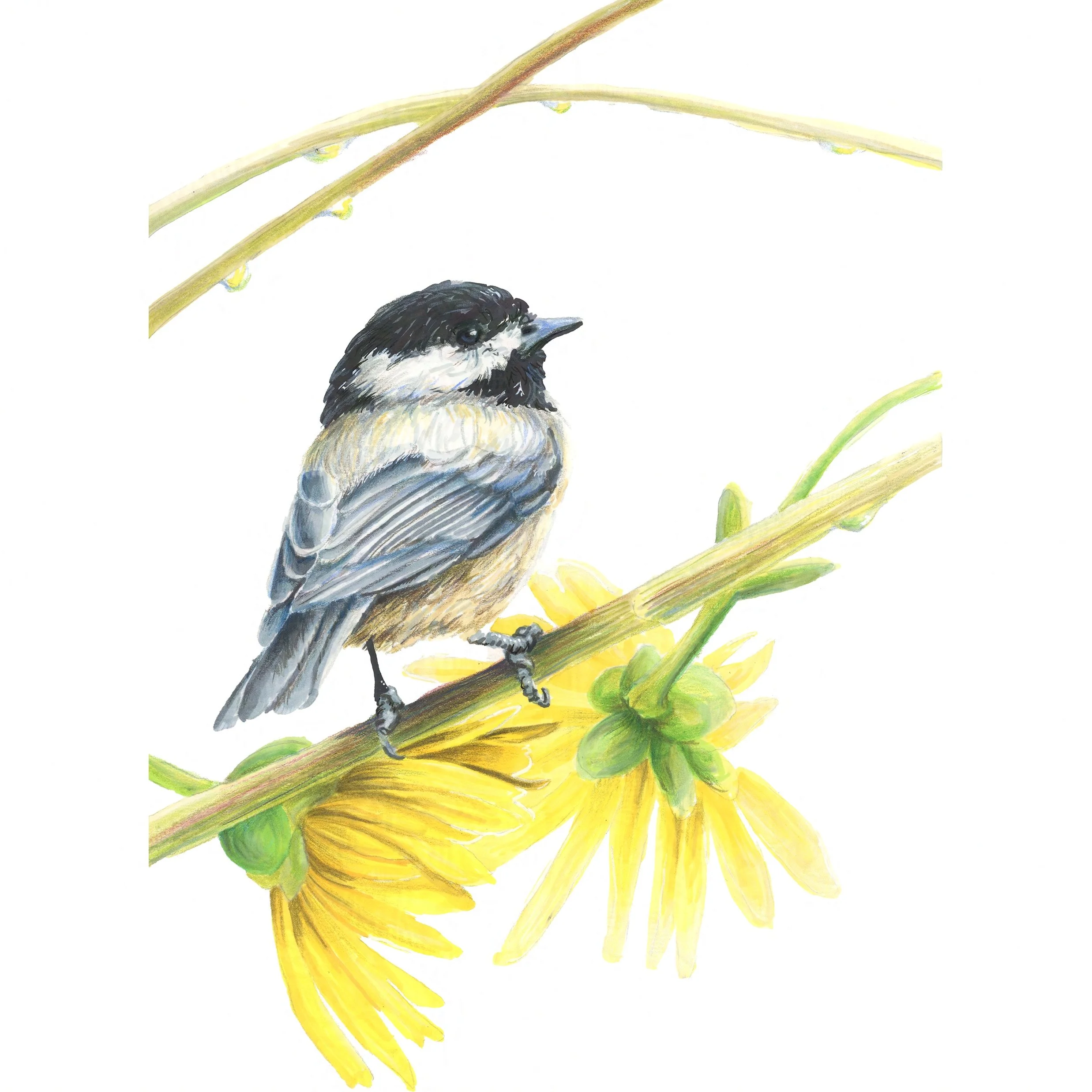 Black-Capped Chickadee, Flowers