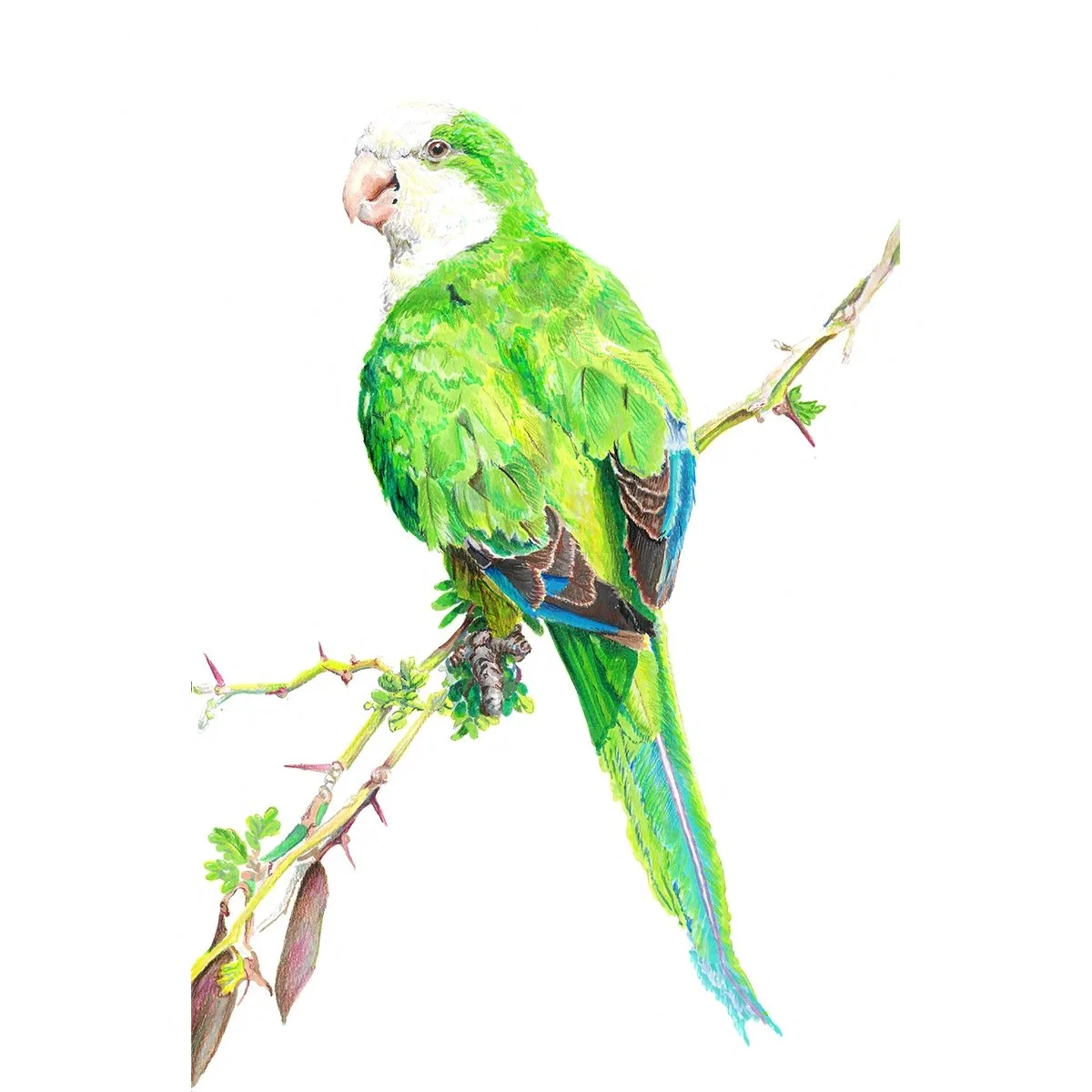 Monk Parakeet - Wingspan Americas