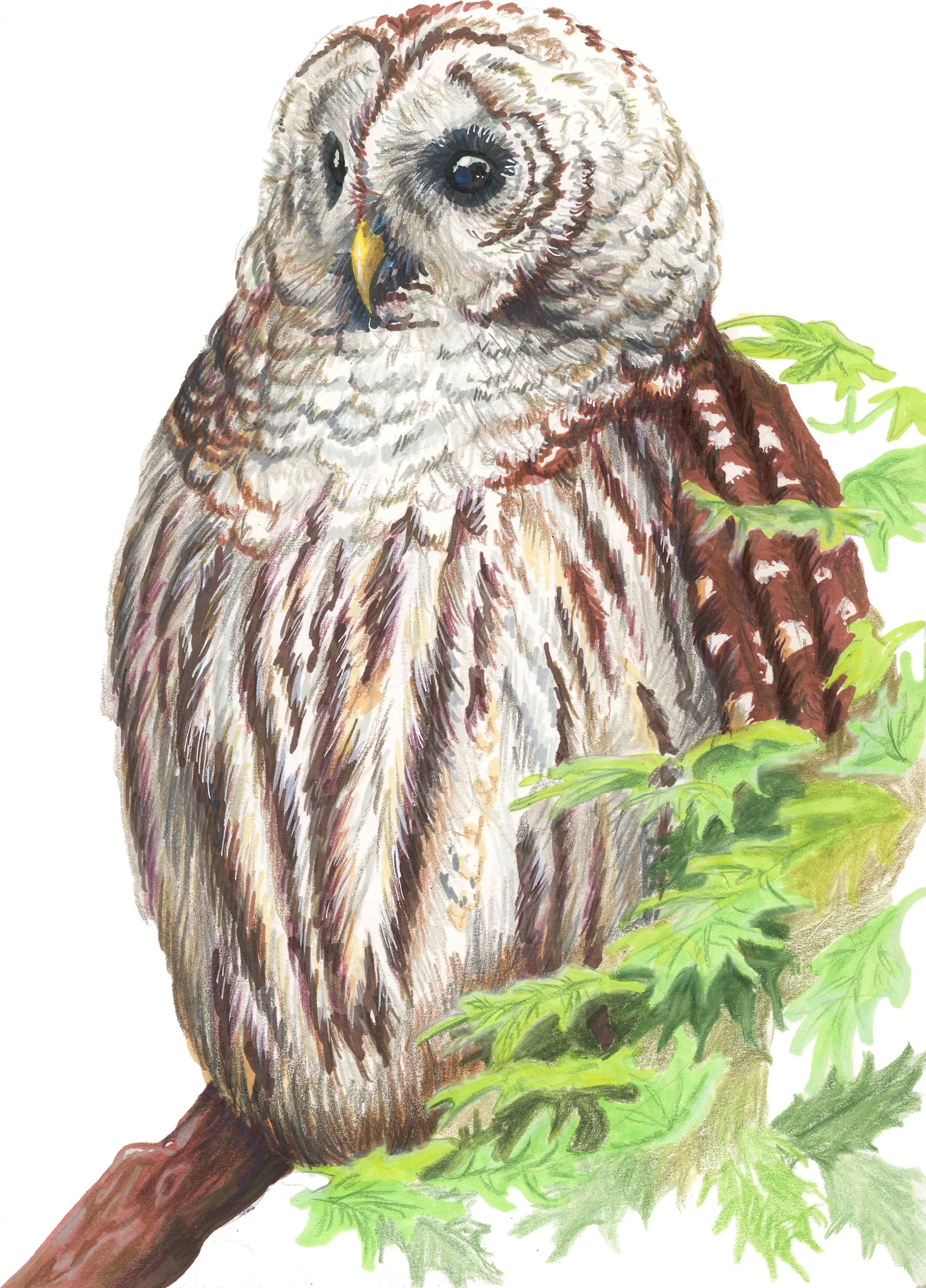 Barred Owl