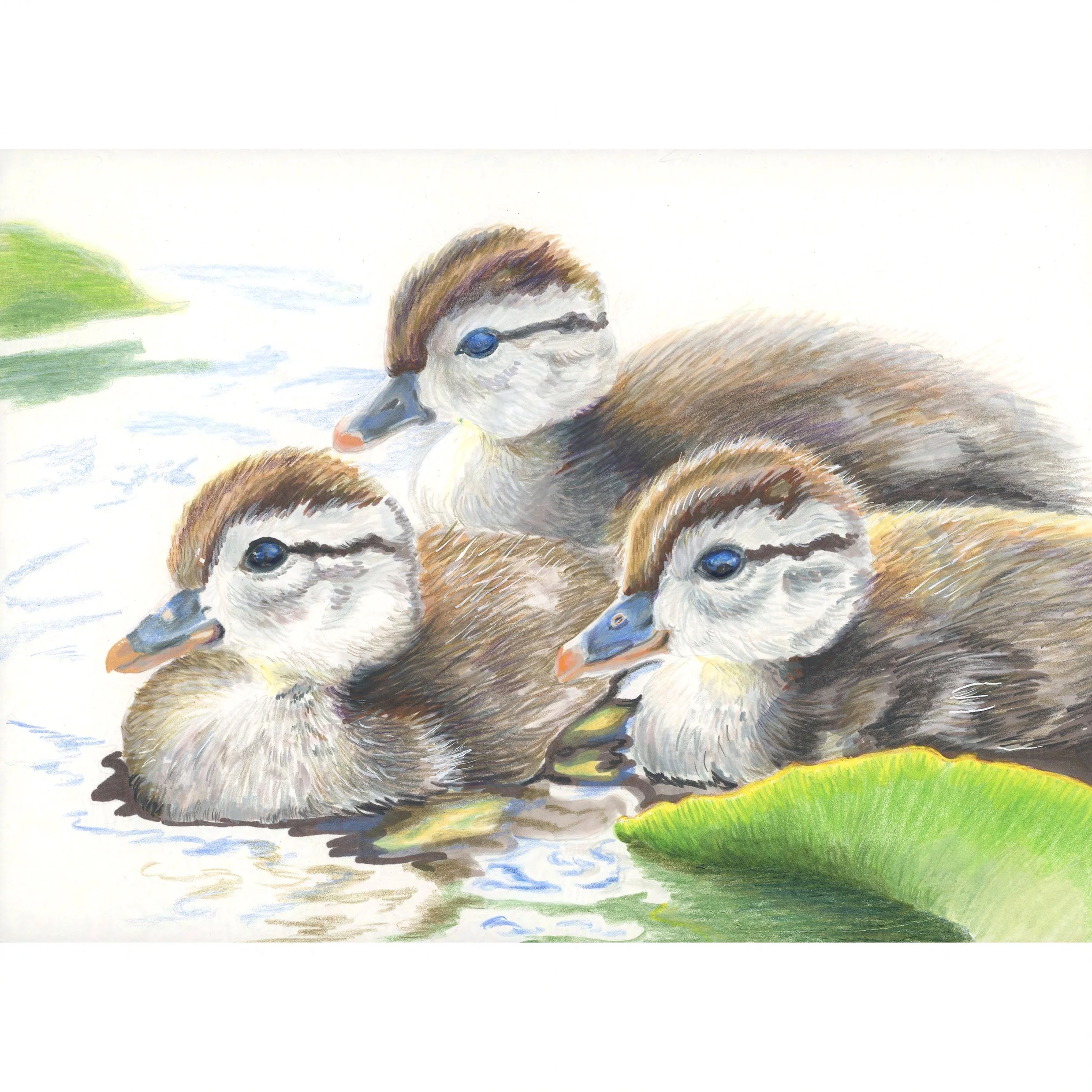 Wood Duckling Trio