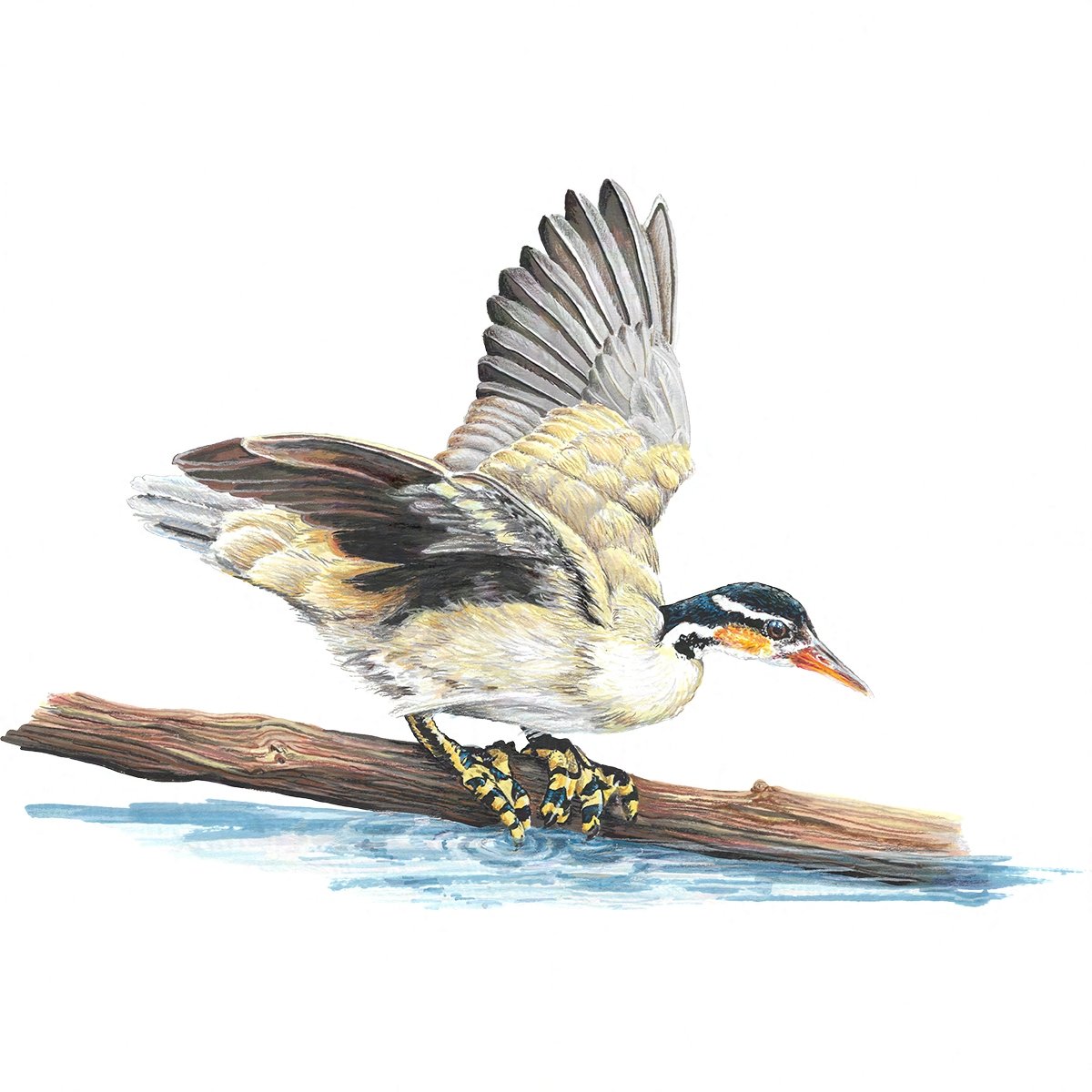 Sungrebe - Wingspan Americas